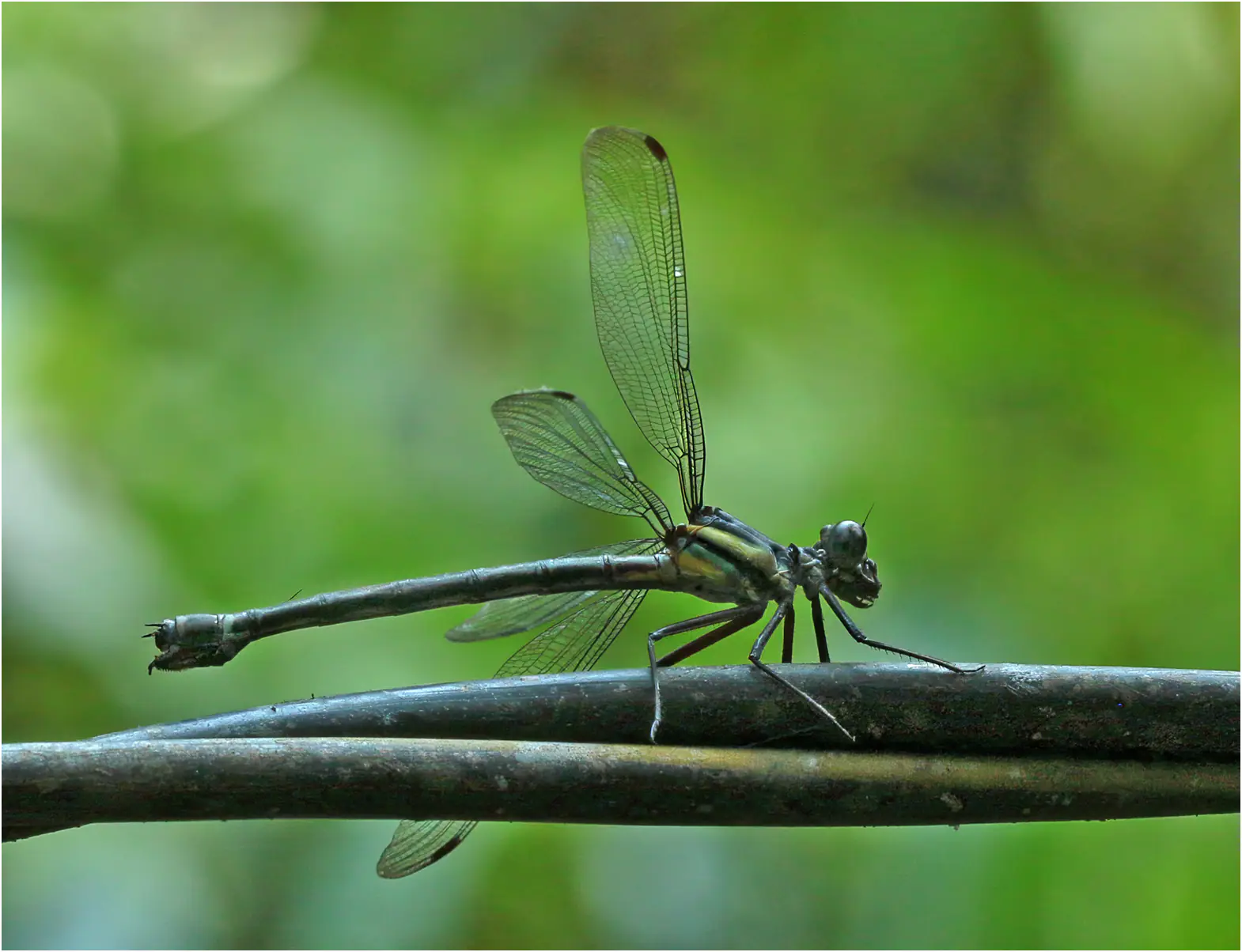 Ochre titan female, Vietnam, Xuan Son, 8 juin 2018.
