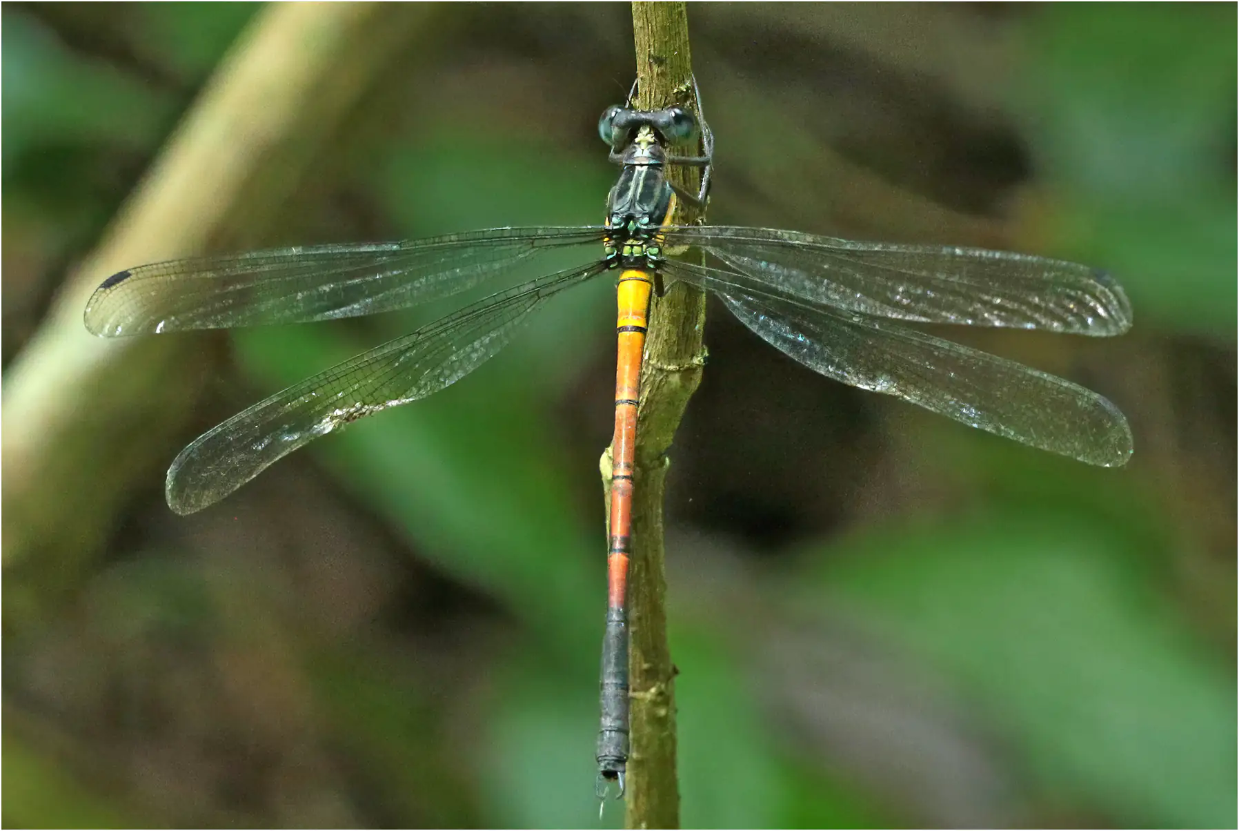 Philoganga vetusta mâle, Vietnam, Xuan Son, 8 juin 2018