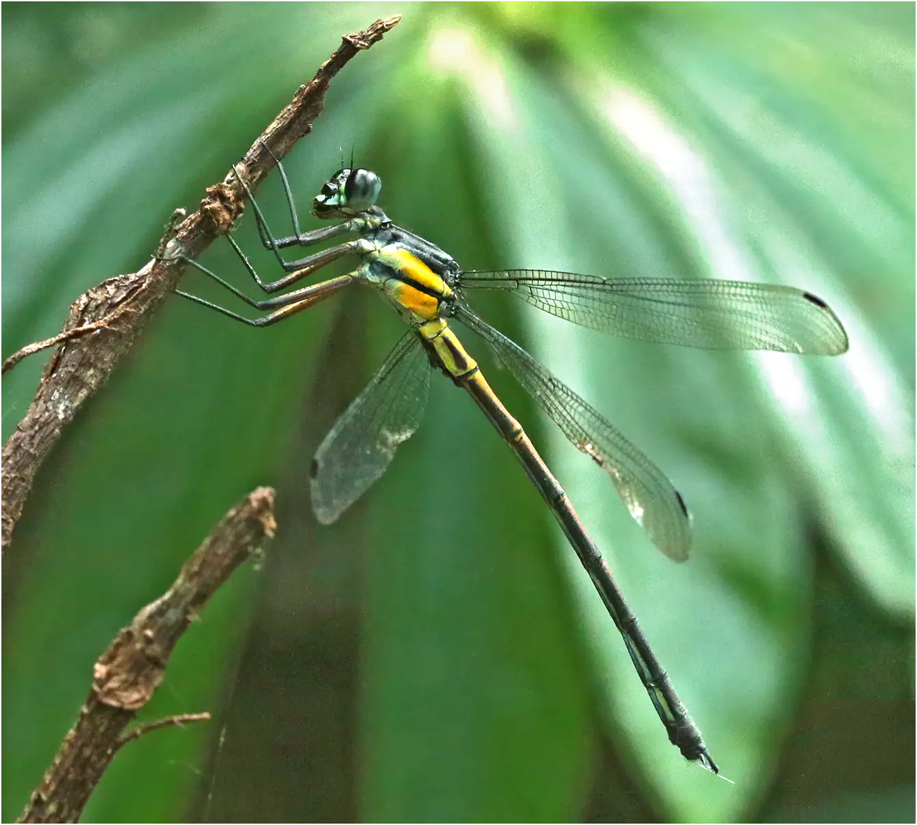 Philoganga vetusta mâle, Vietnam, Xuan Son, 8 juin 2018
