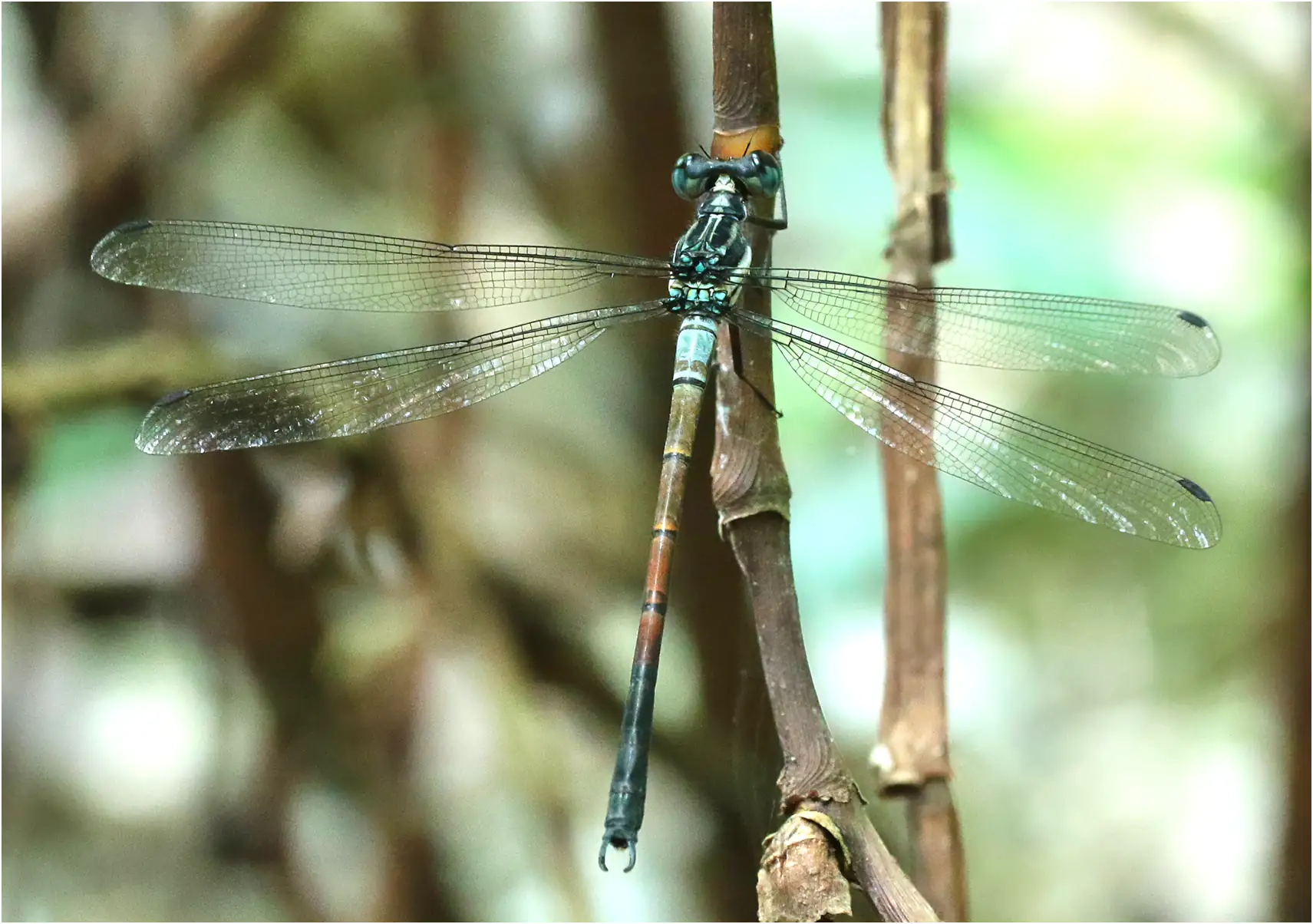Philoganga vetusta mâle, Vietnam, Xuan Son, 8 juin 2018