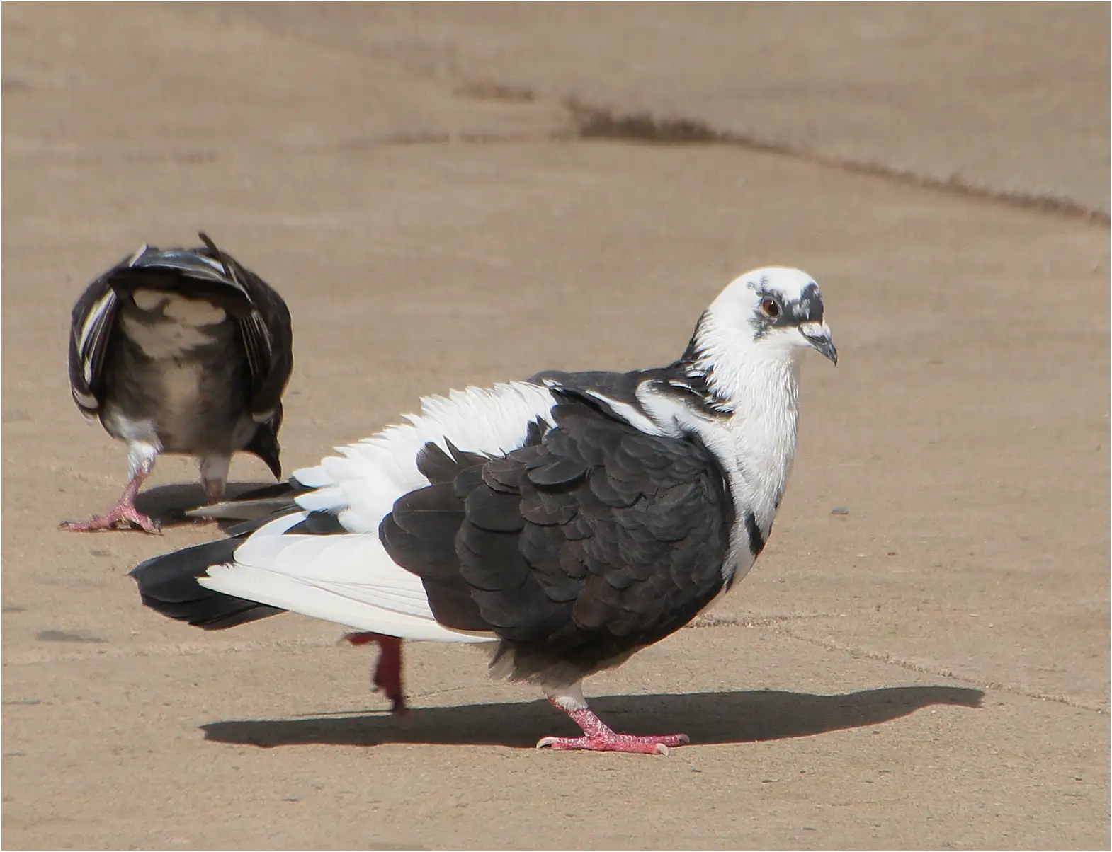 Pigeon bizet, Columba livia, Cuba, Cienfuegos, 15/11/2023