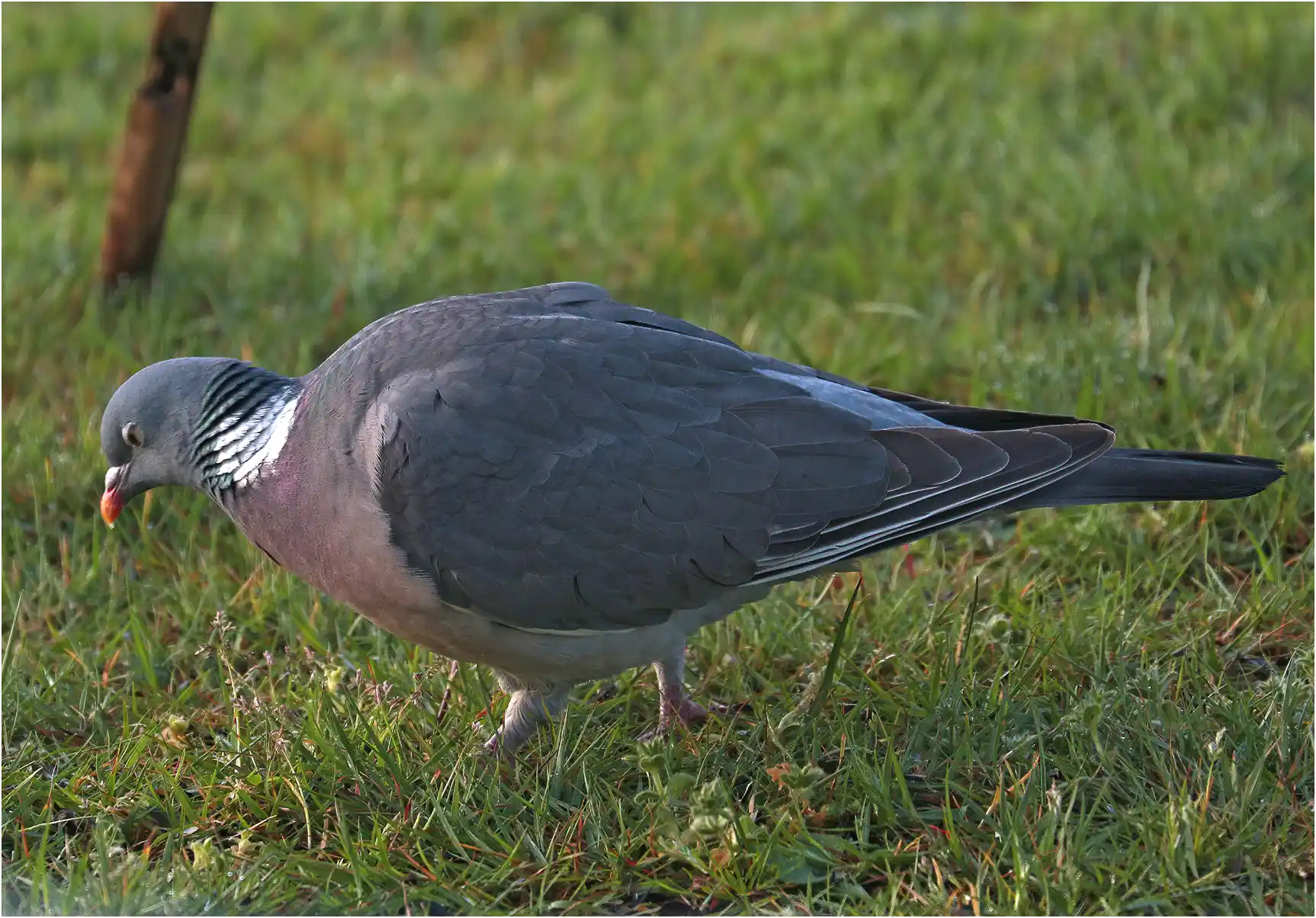 Pigeon ramier, Columba palumbus, Beaupréau Hr (France-49), 26/03/23