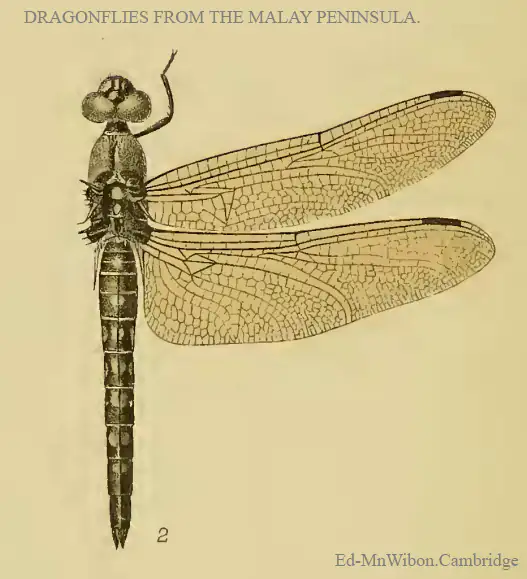 Riverhawk - Planche Laidlaw, 1902
