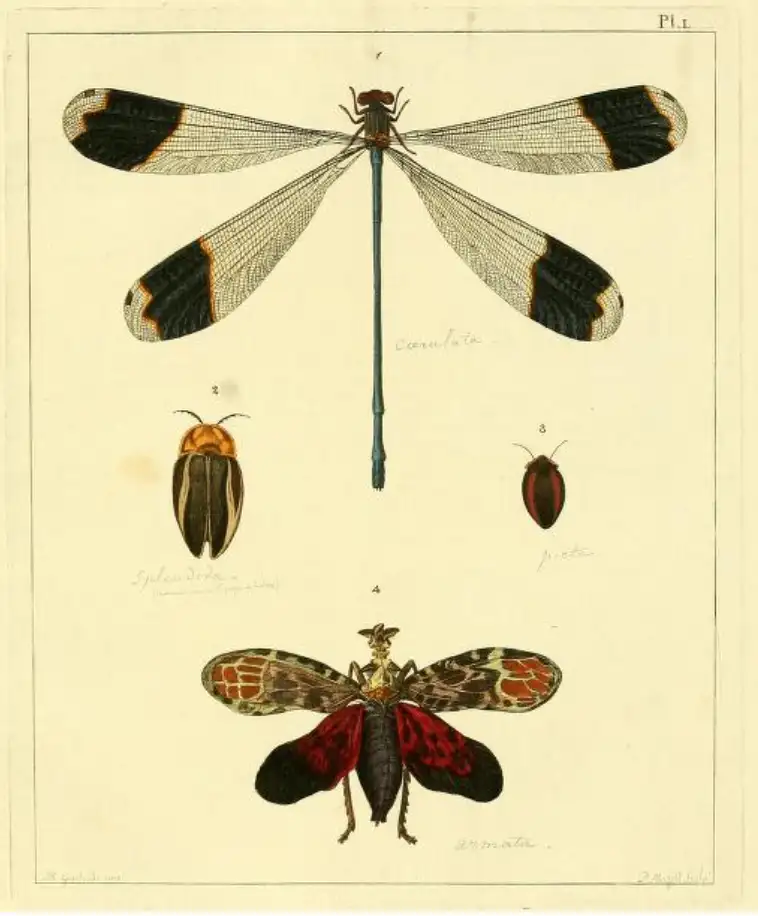 Planche Libellula caaerulata, Drury