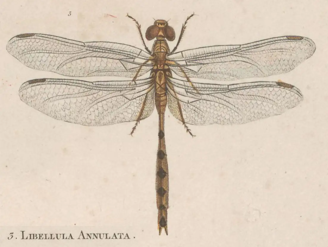 Planche Trithemis annulata, Palisot de Beauvois