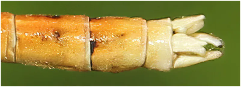 Platycnemis acutipennis mâle, appendices anaux, Le Puiset-Doré (F-49), 16/06/2011
