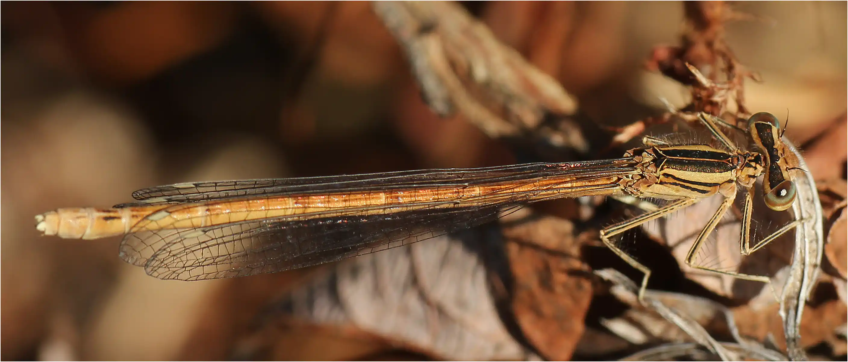 Platycnemis acutipennis femelle, le Fuilet (F-49), 01/07/2012