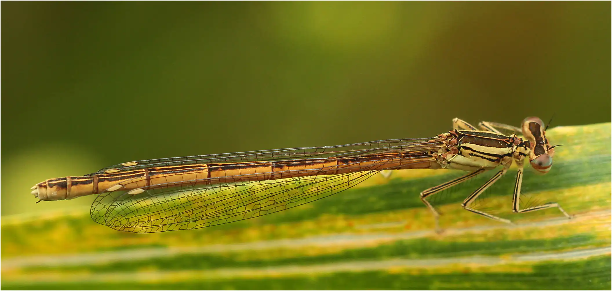 Agrion orangé femelle, Beaupréau-en-Mauges (F-49), 05/06/2016