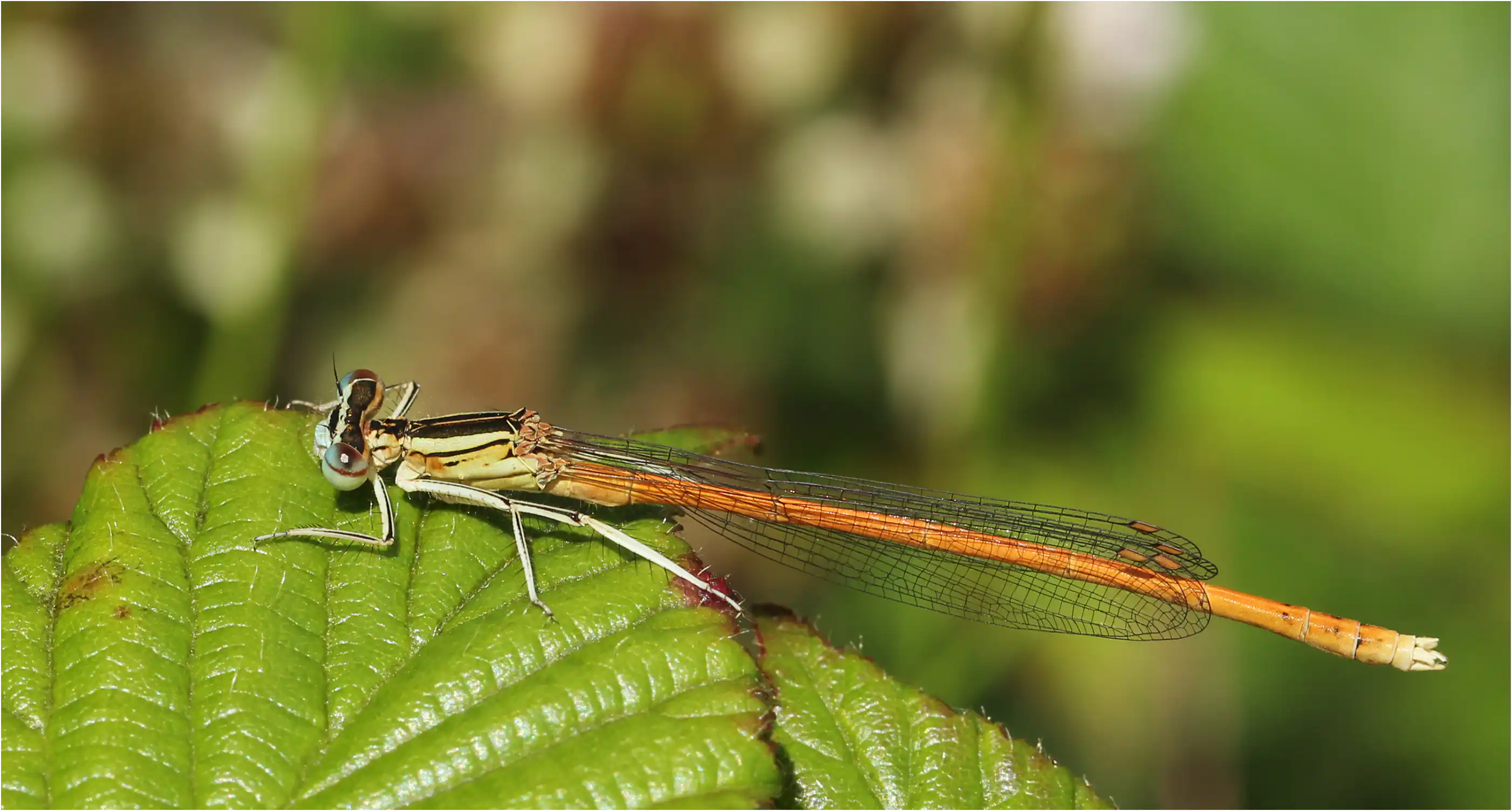 Platycnemis acutipennis mâle, Le Fuilet (F-49), 16/06/2011