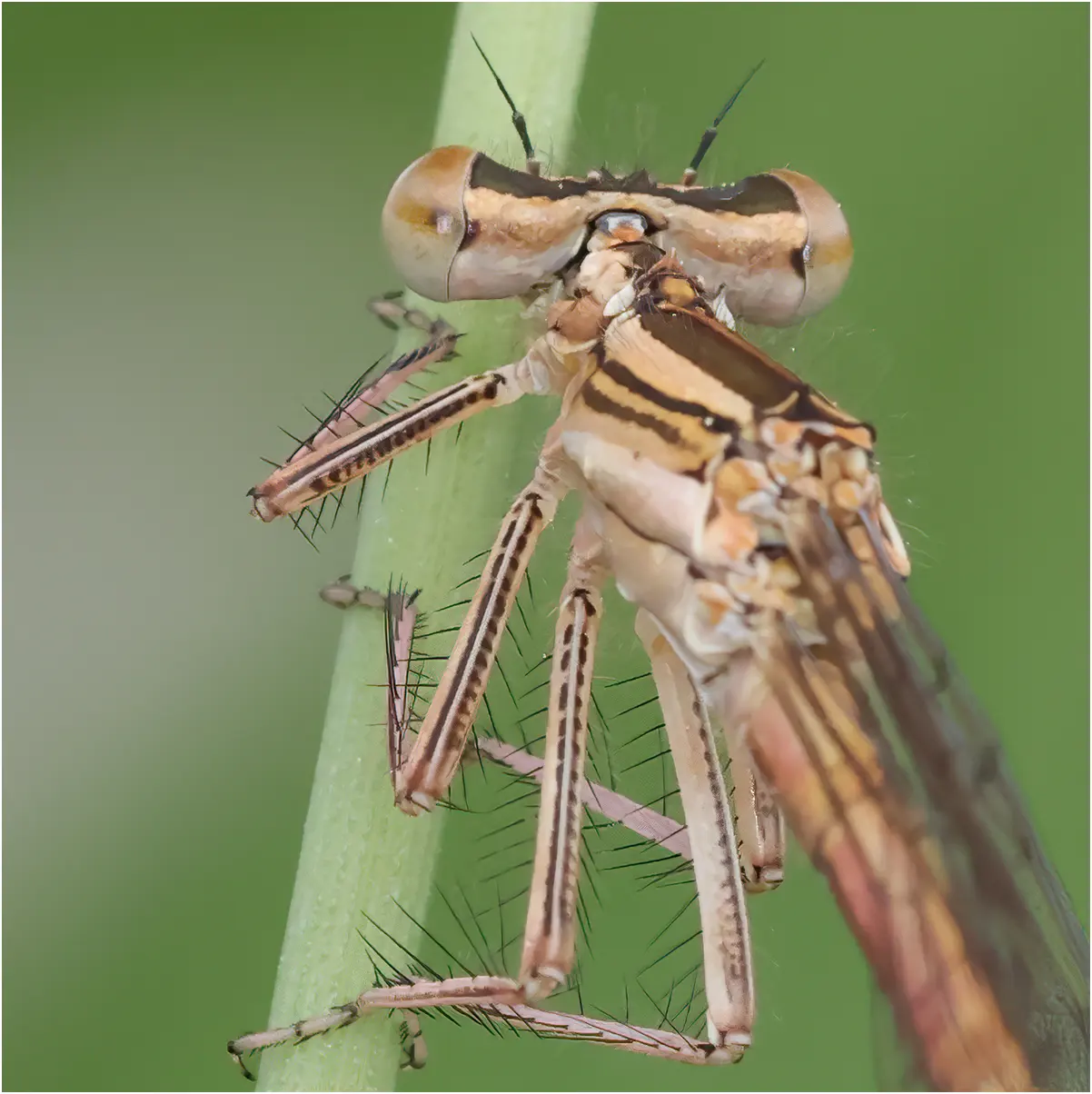 Platycnemis acutipennis femelle, Etang de la Coudraie (F-49), 28/04/23