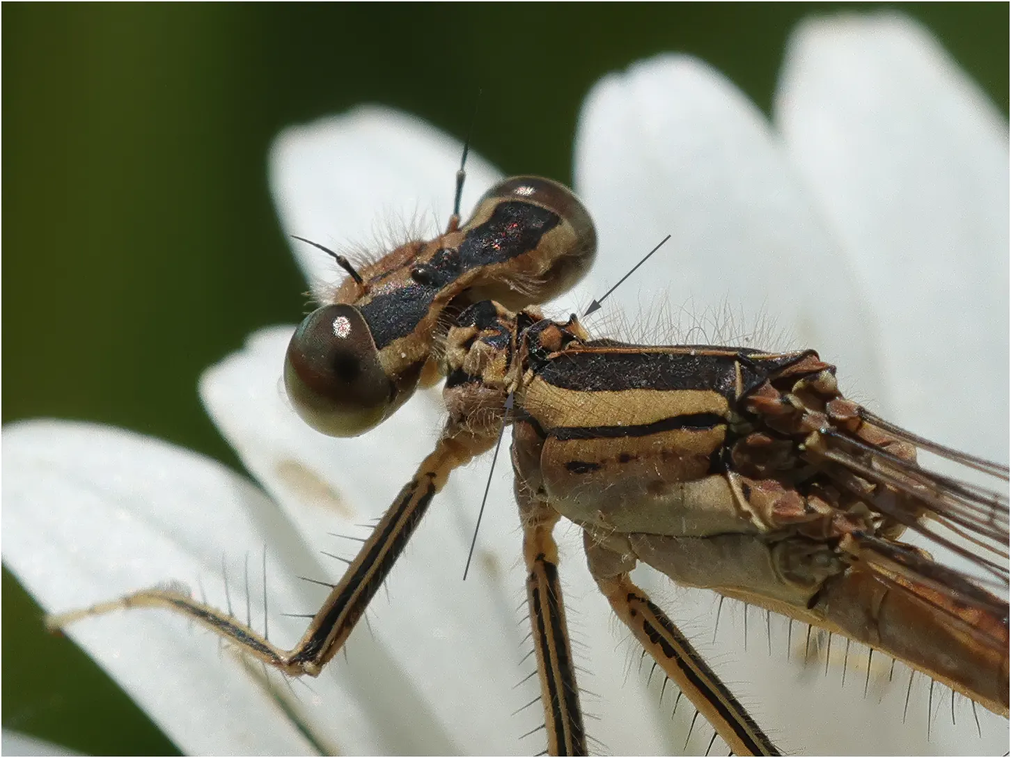 Platycnemis acutipennis femelle, Lugan (F-81), 21/06/2023