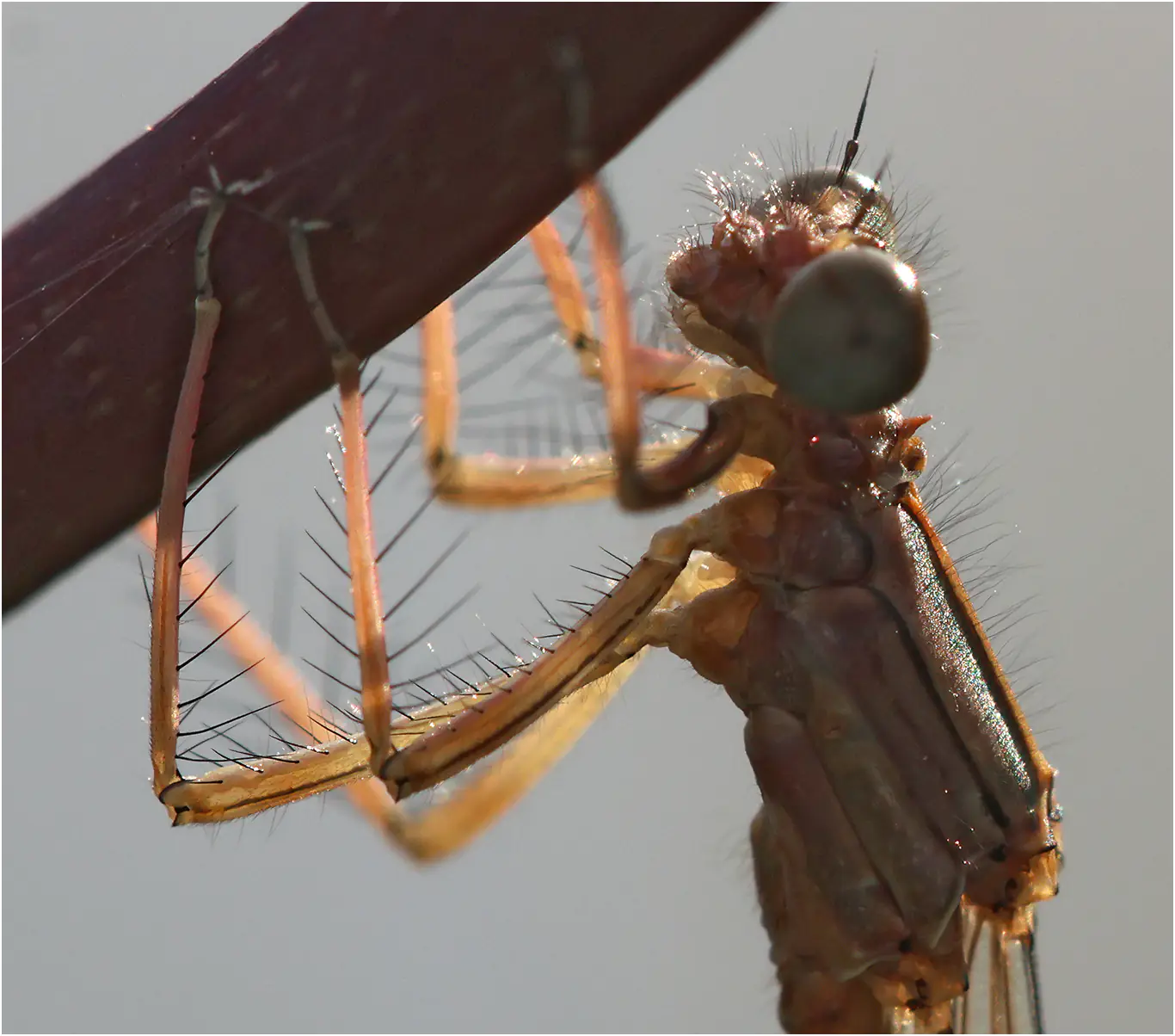Platycnemis acutipennis femelle, pronotum, Lugan (F-81), 19/05/2026