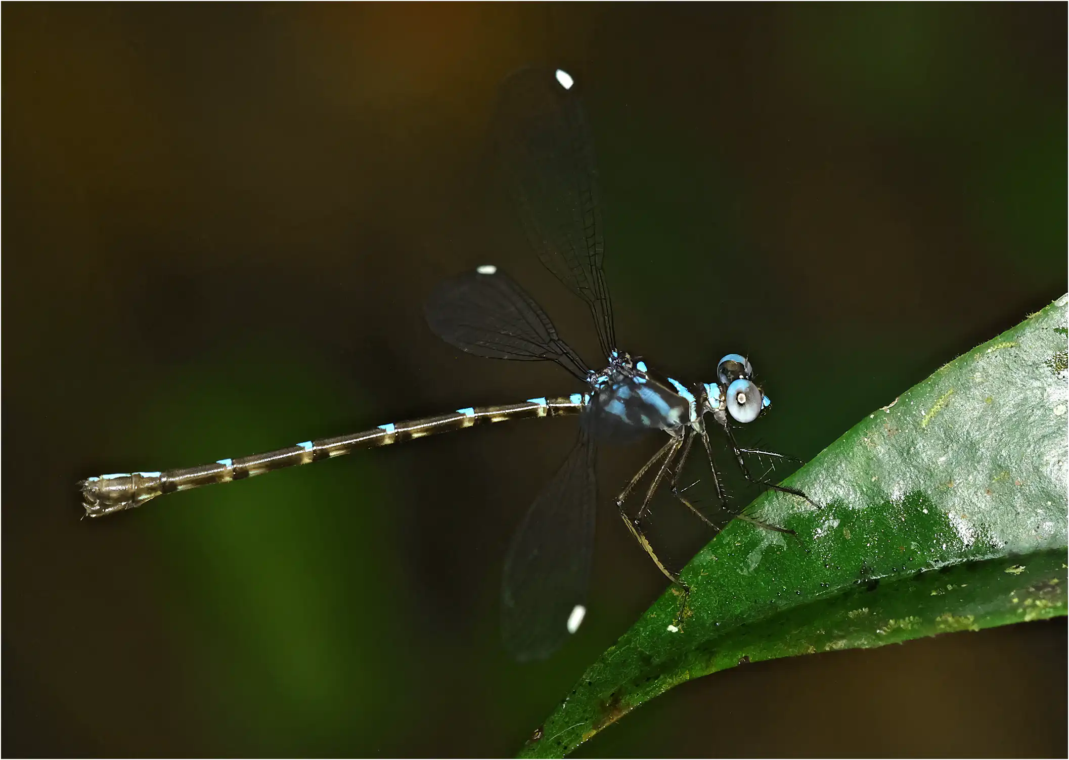 Podolestes orientalis femelle, Bornéo, Kuching, 25/03/2025