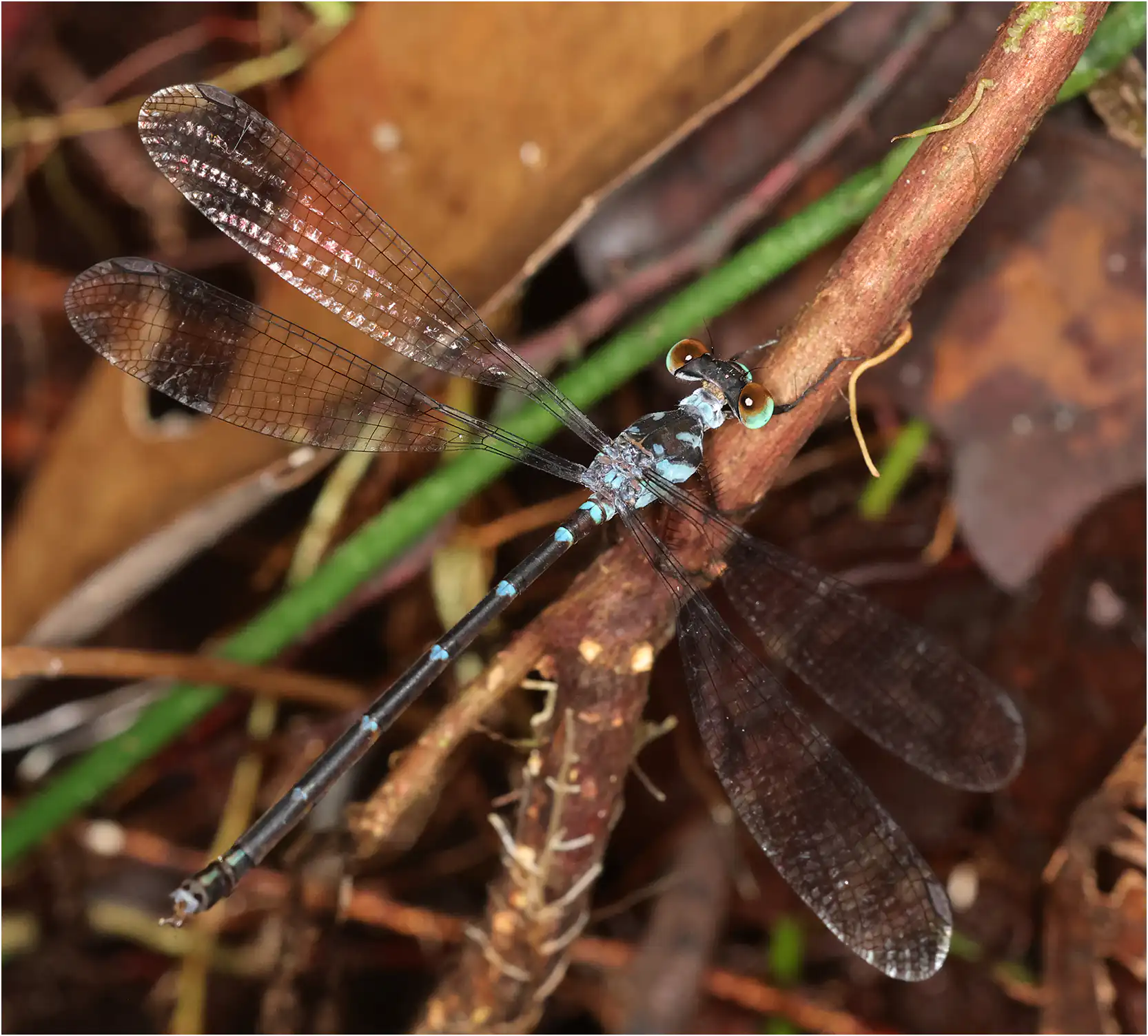 Blue-sided flatwing female, Borneo, Kuching, 03/25/2025