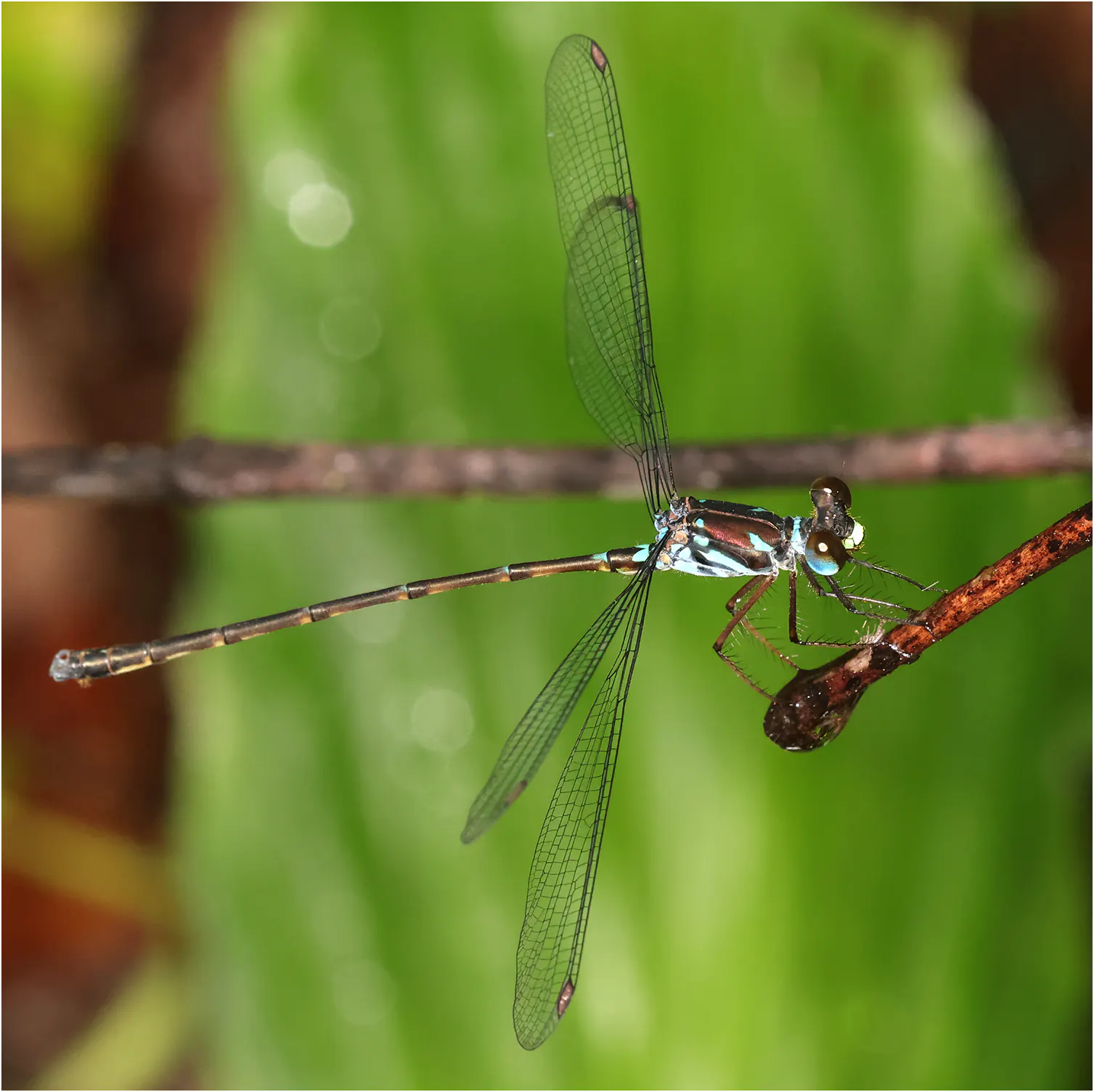 Podolestes orientalis mâle, Bornéo, Sama Jaya Nature Reserve, 18/03/2025