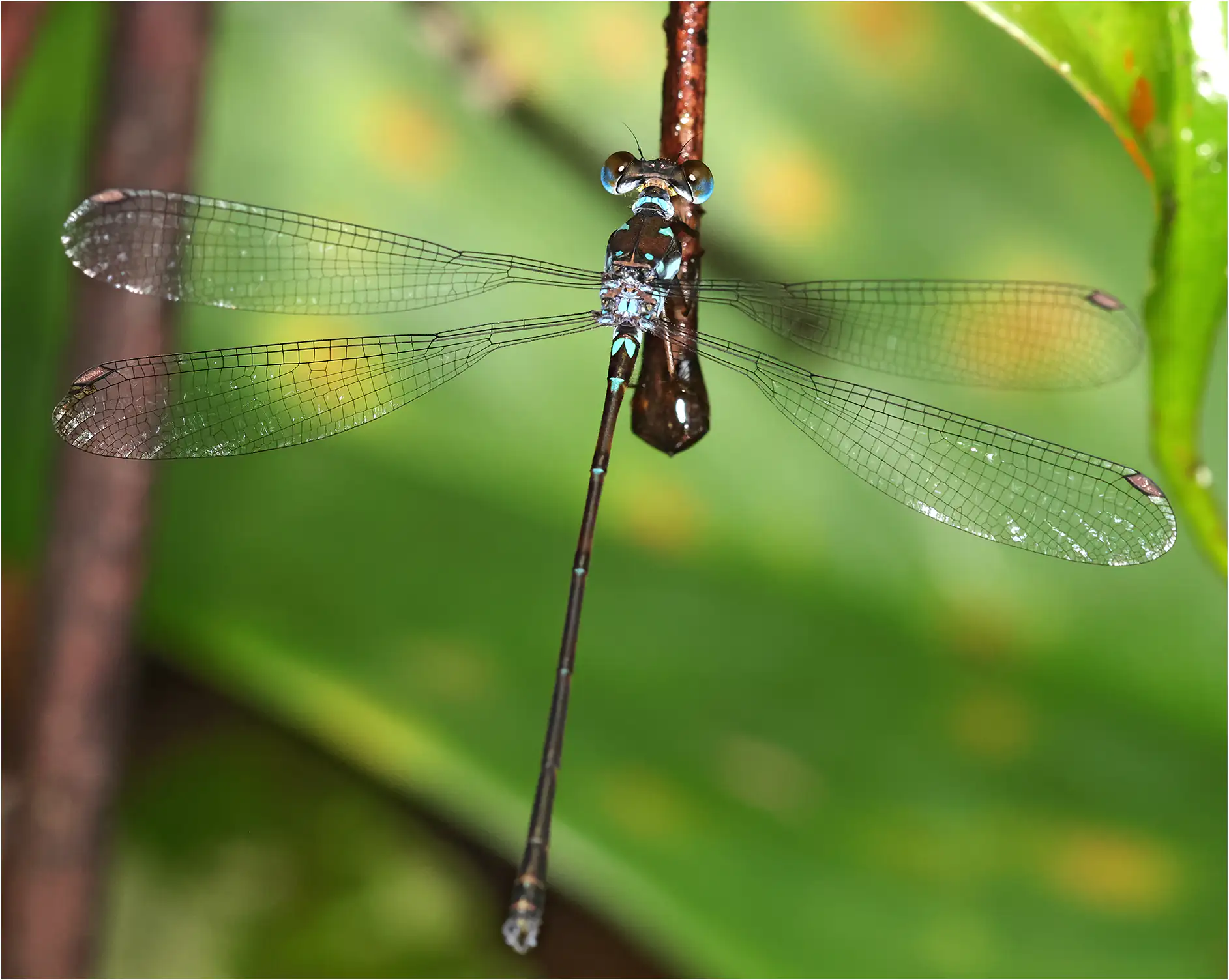 Podolestes orientalis mâle, Bornéo, Sama Jaya Nature Reserve, 18/03/2025
