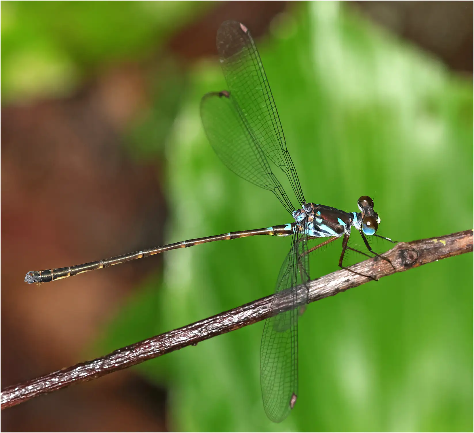 Podolestes orientalis mâle, Bornéo, Sama Jaya Nature Reserve, 18/03/2025