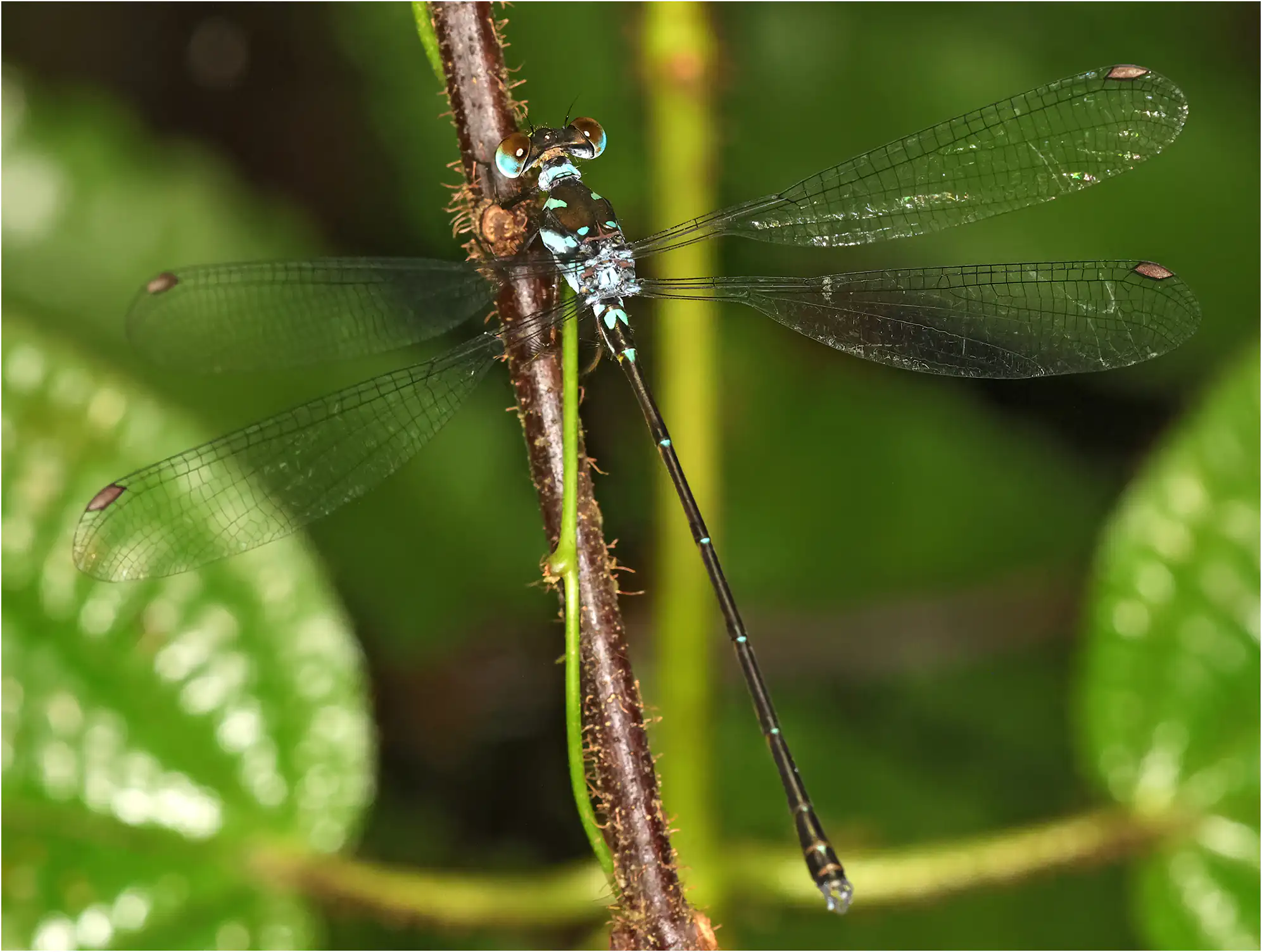 Podolestes orientalis mâle, Bornéo, Sama Jaya Nature Reserve, 18/03/2025