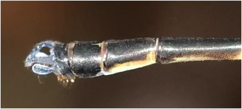 Podolestes orientalis mâle, appendices anaux, Bornéo, Bung Ngiraja, 26/03/2025
