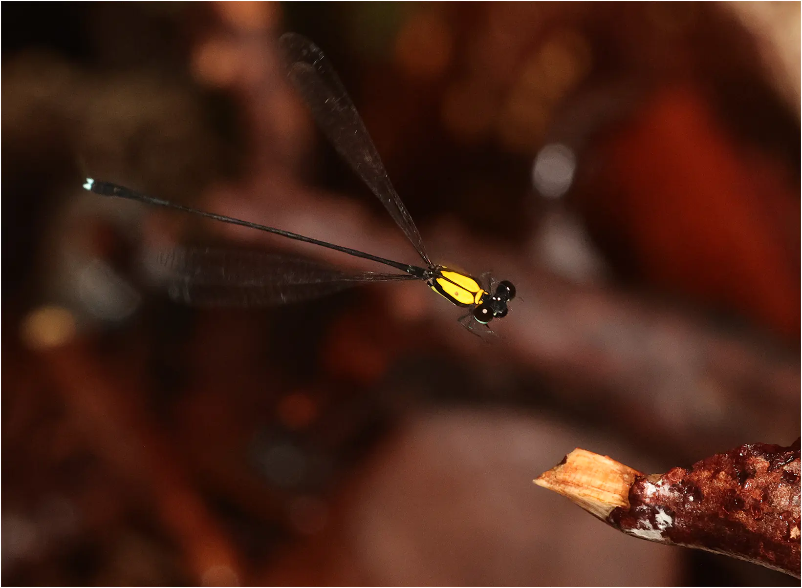 Prodasineura dorsalis mâle, Sarawak, Santubung National Park, 21/03/2025
