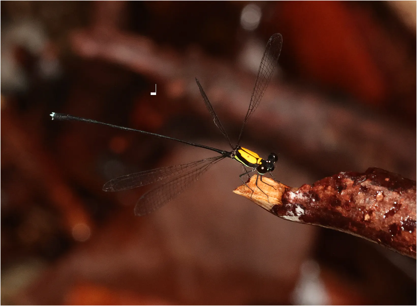 Prodasineura dorsalis mâle, Sarawak, Santubung National Park, 21/03/2025