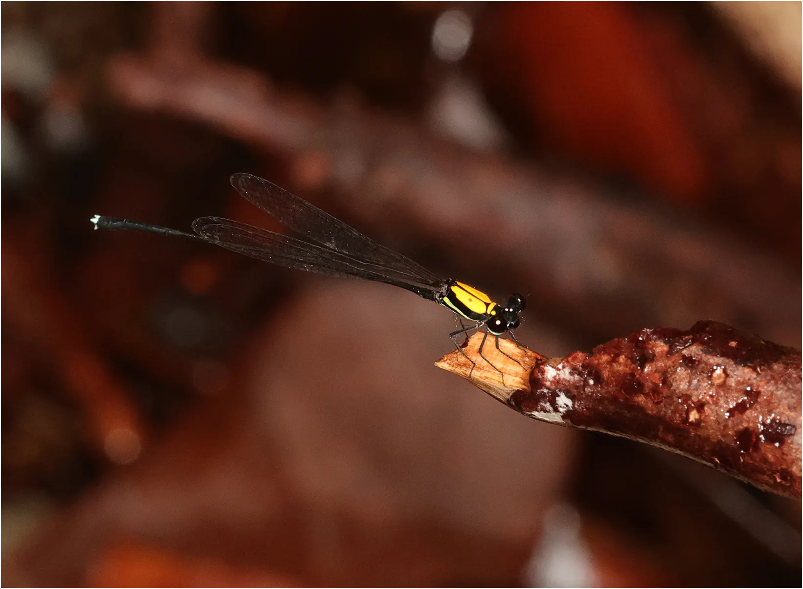 Prodasineura dorsalis mâle, Sarawak, Santubung National Park, 21/03/2025