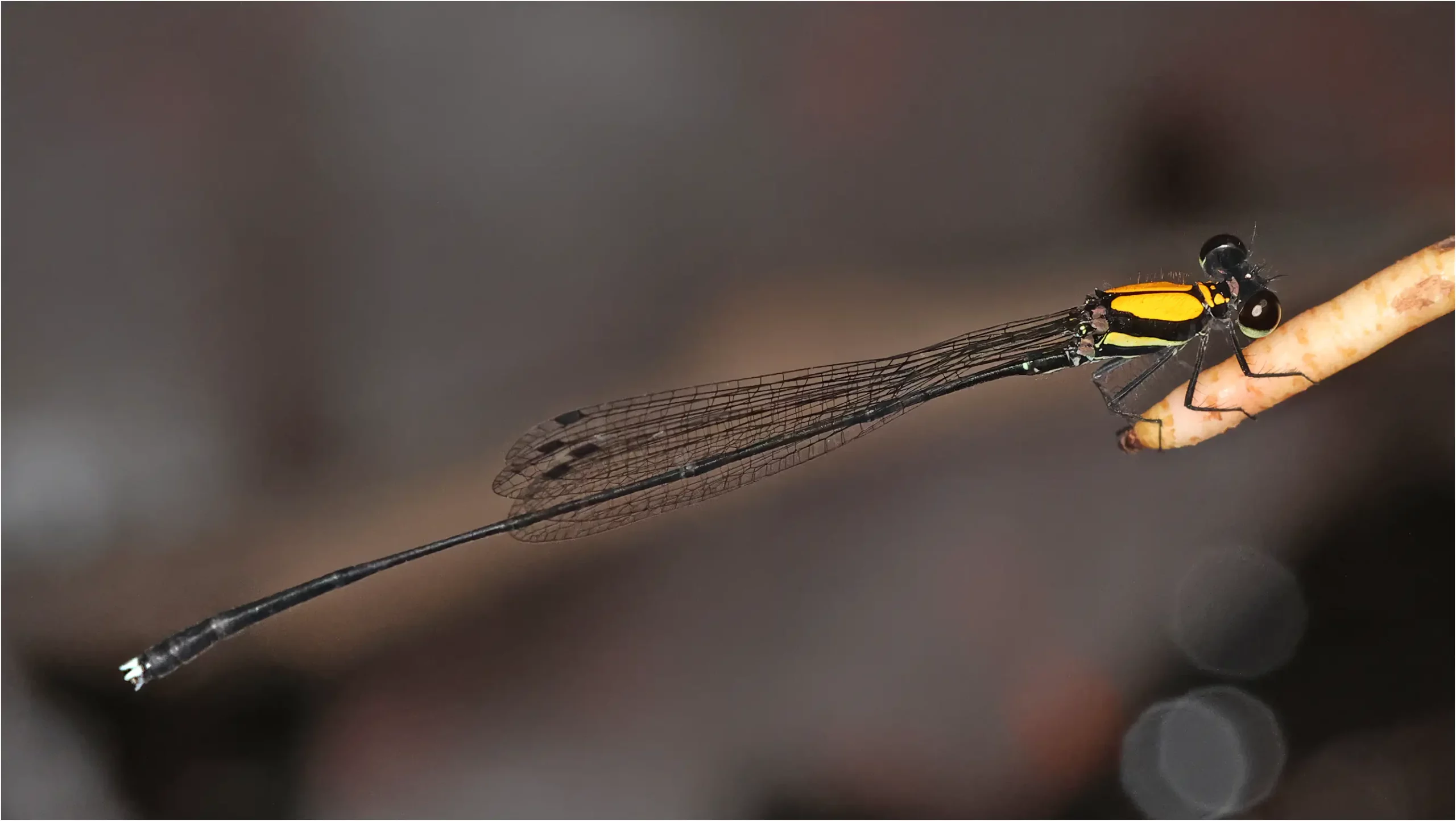Prodasineura dorsalis mâle, Sarawak, Bung Ngiraja, 26/03/25