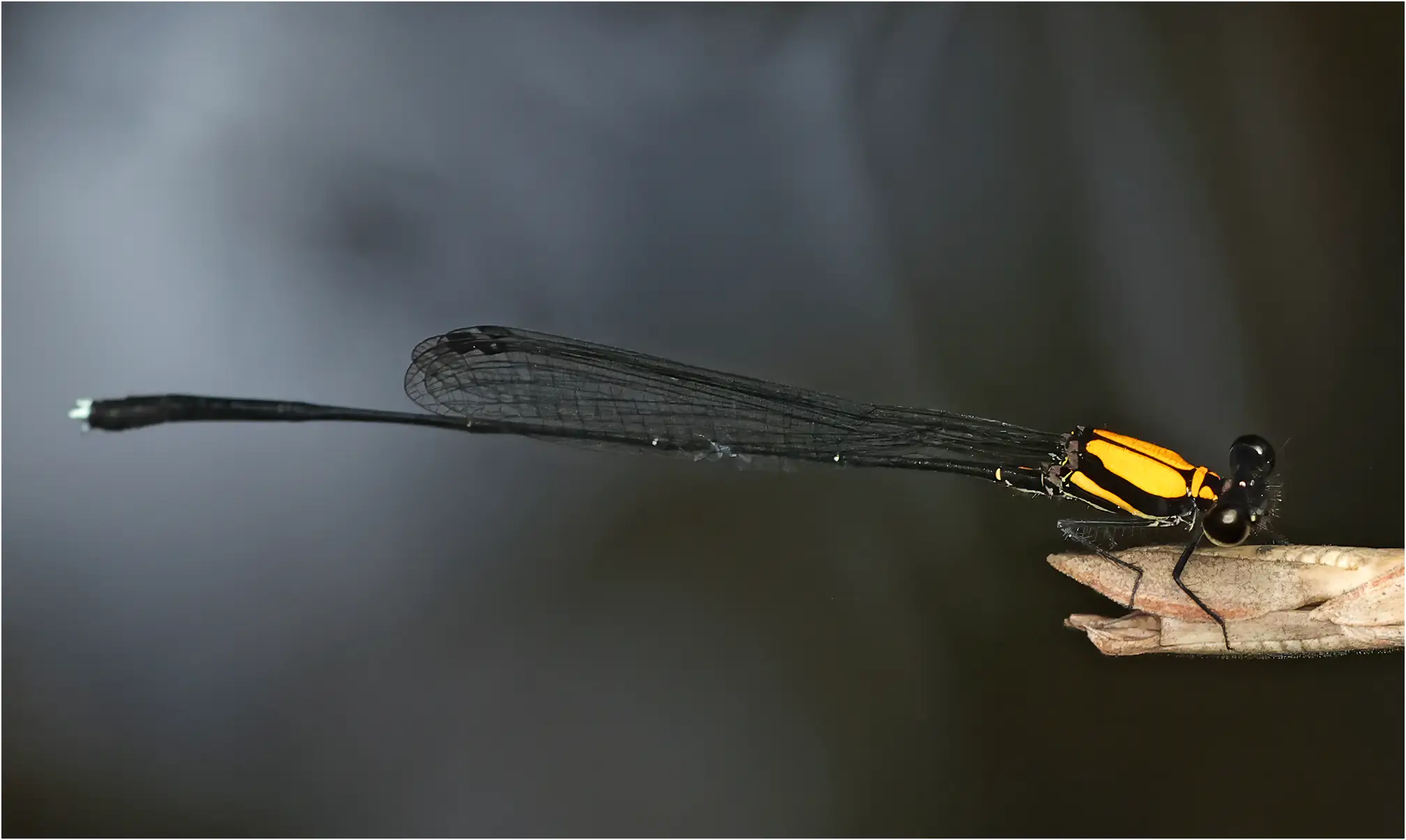 Prodasineura dorsalis mâle, Sarawak, Bung Ngiraja, 26/03/25
