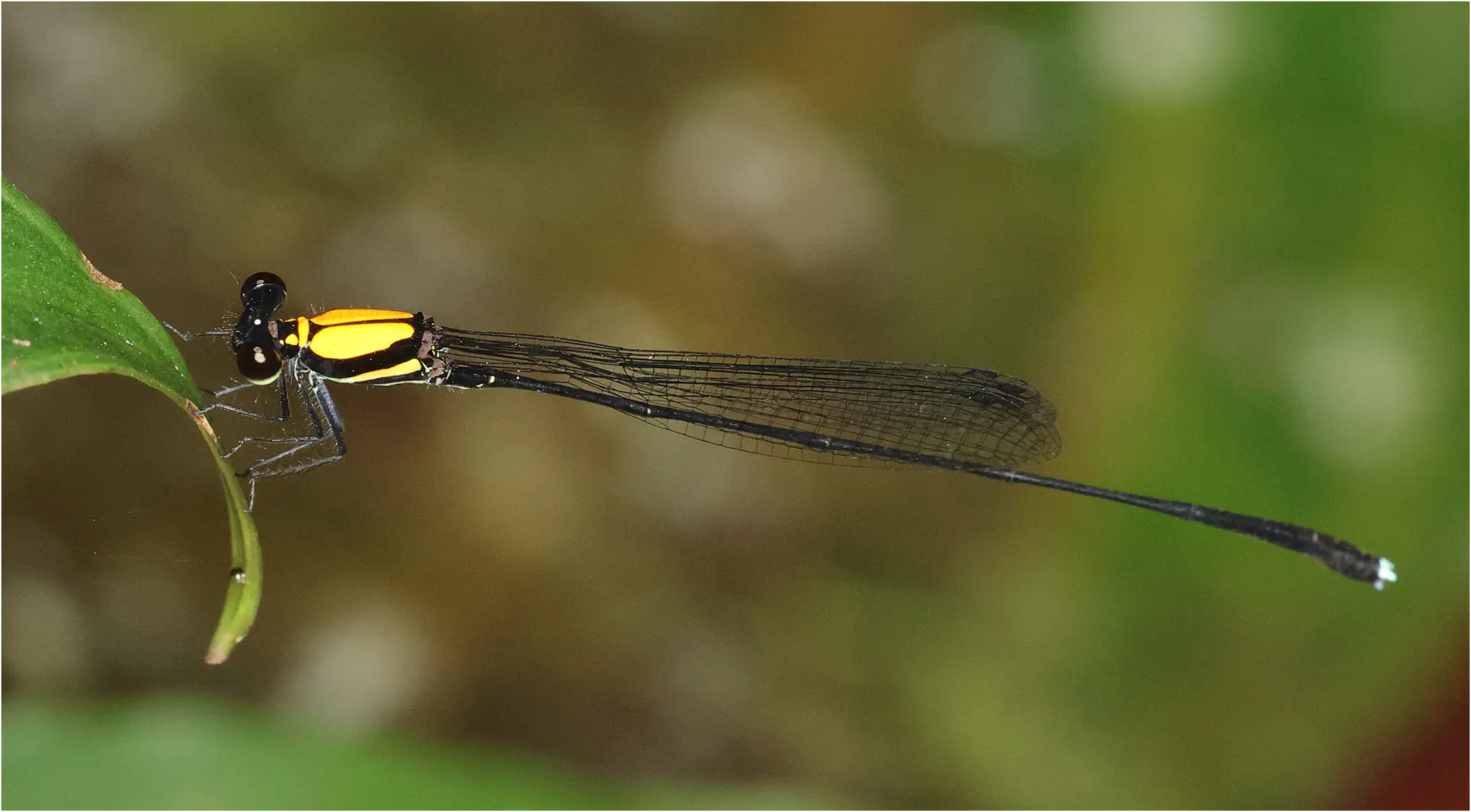 Prodasineura dorsalis mâle, Sarawak, Bung Ngiraja, 26/03/25