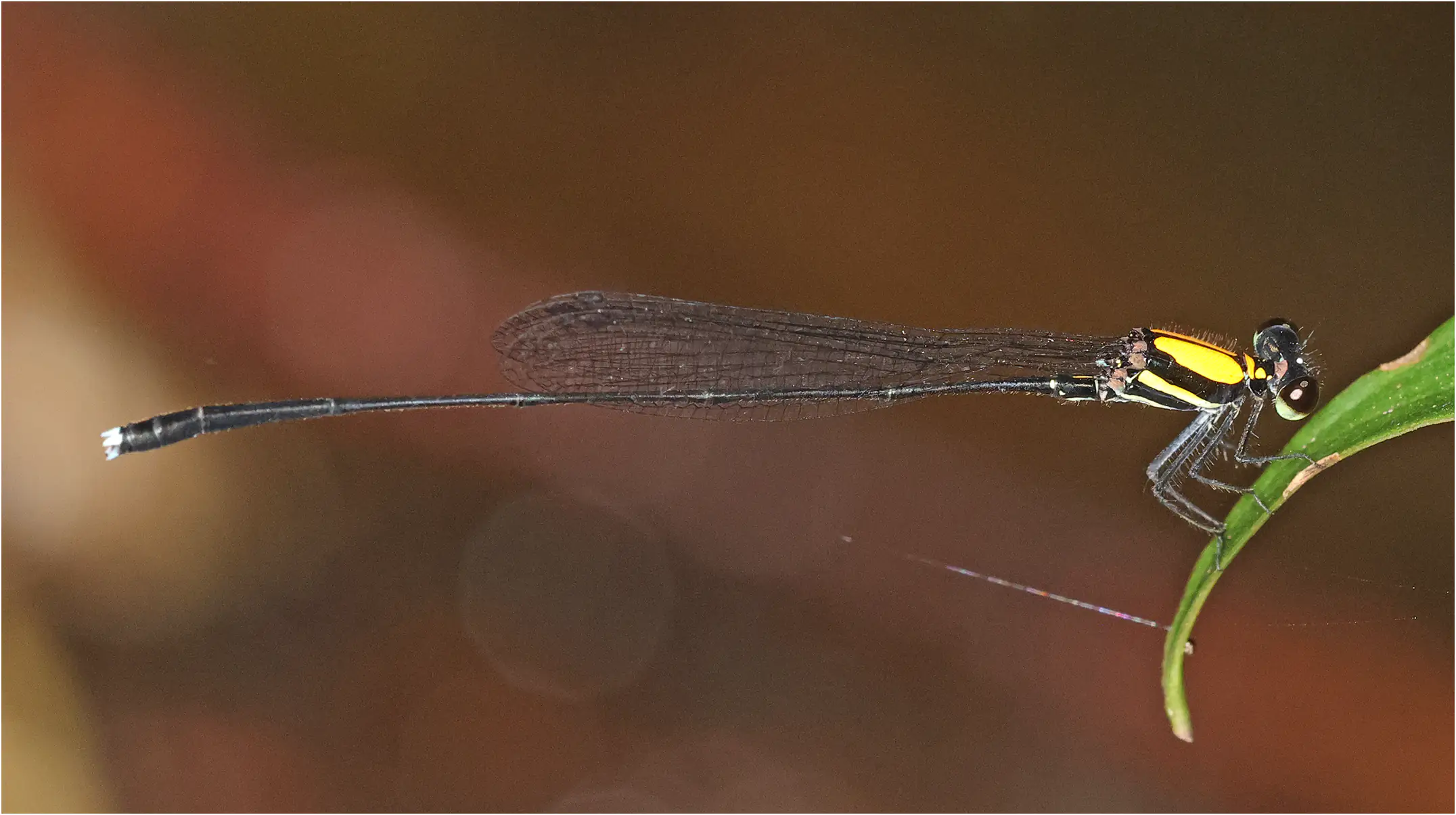 Prodasineura dorsalis mâle, Sarawak, Bung Ngiraja, 26/03/25