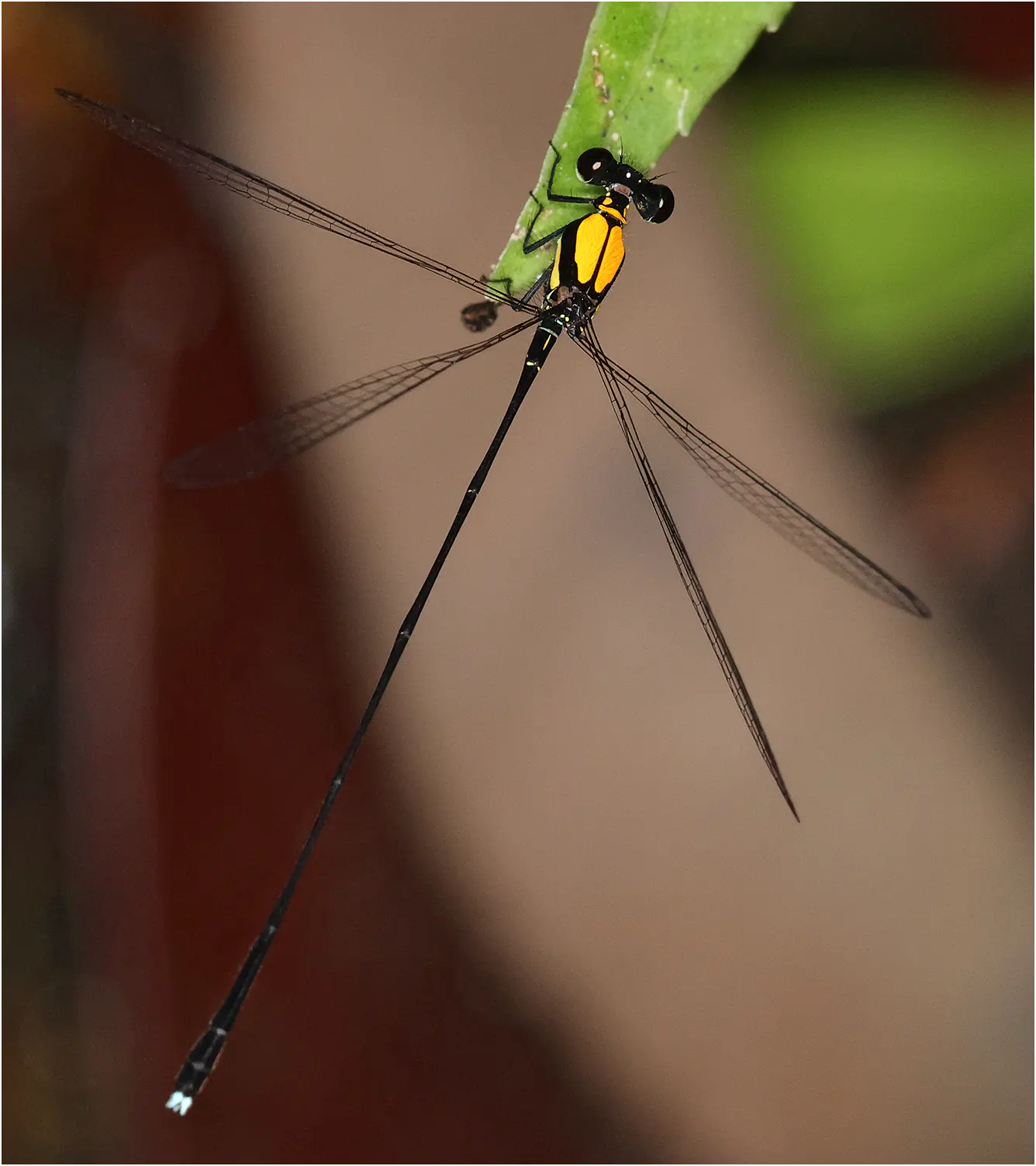 Prodasineura dorsalis mâle, Sarawak, Bung Ngiraja, 26/03/25