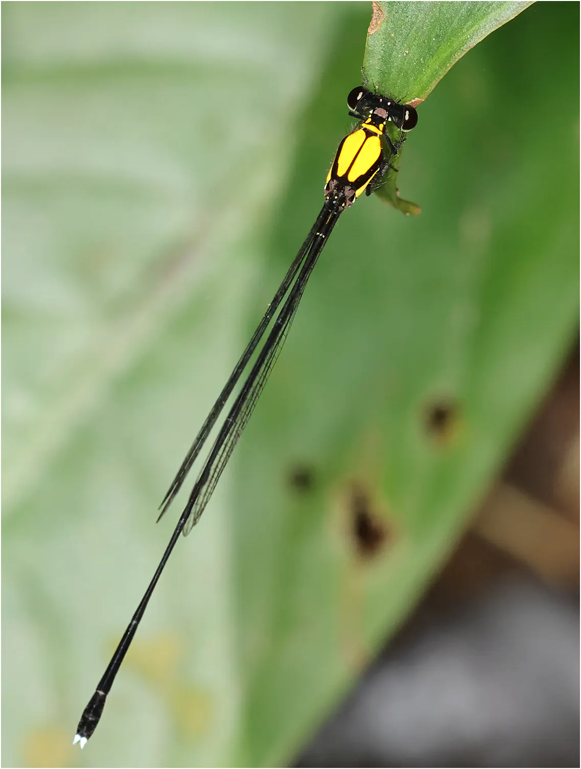 Prodasineura dorsalis mâle, Sarawak, Bung Ngiraja, 26/03/25