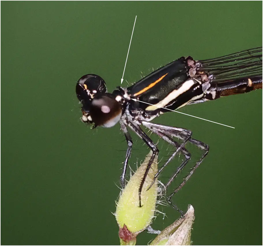 Prodasineura haematosoma femelle, Sarawak, Matang Wildlife Center, 19/03/2025