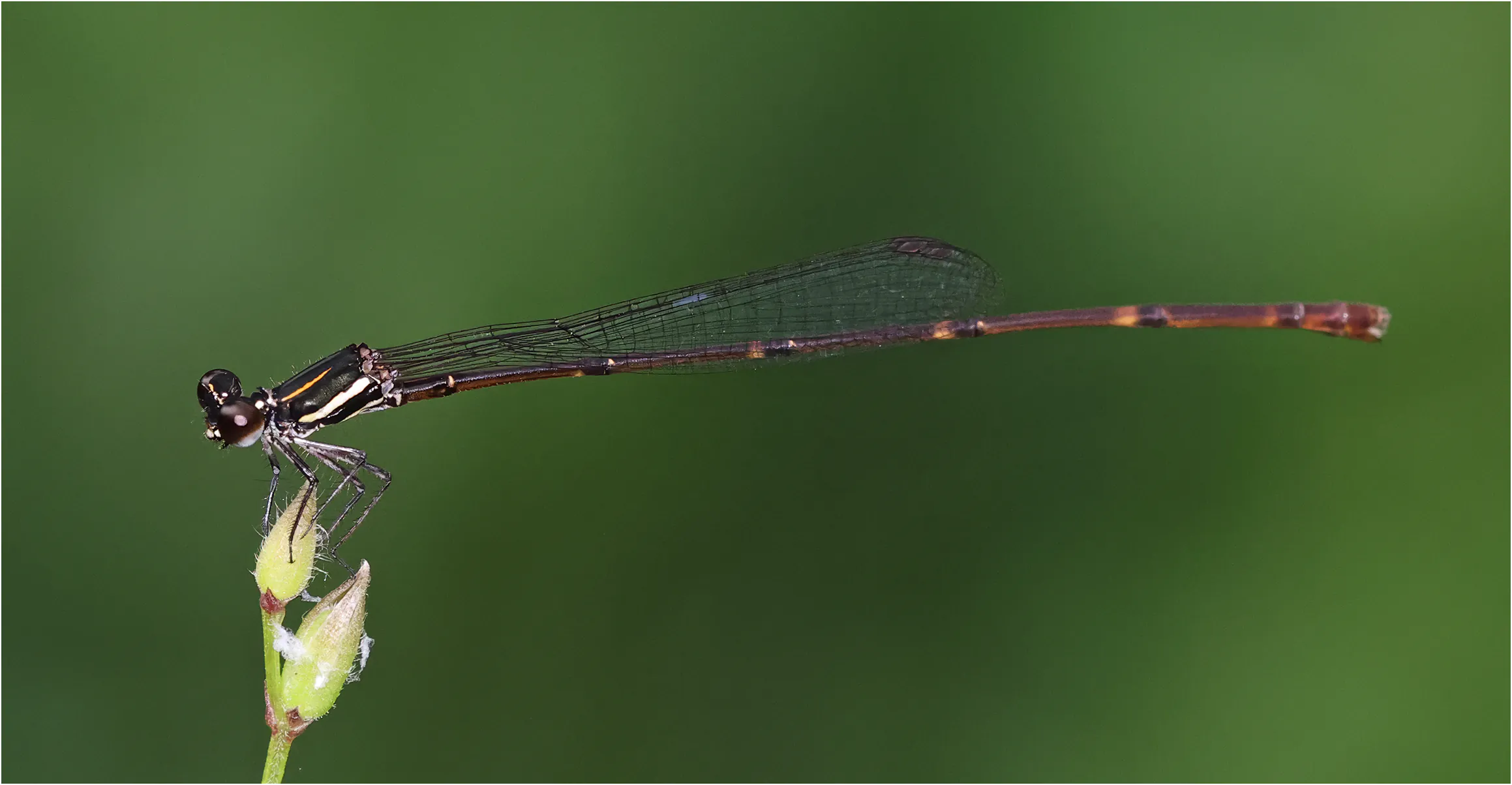 Prodasineura haematosoma femelle, Sarawak, Matang Wildlife Center, 19/03/2025