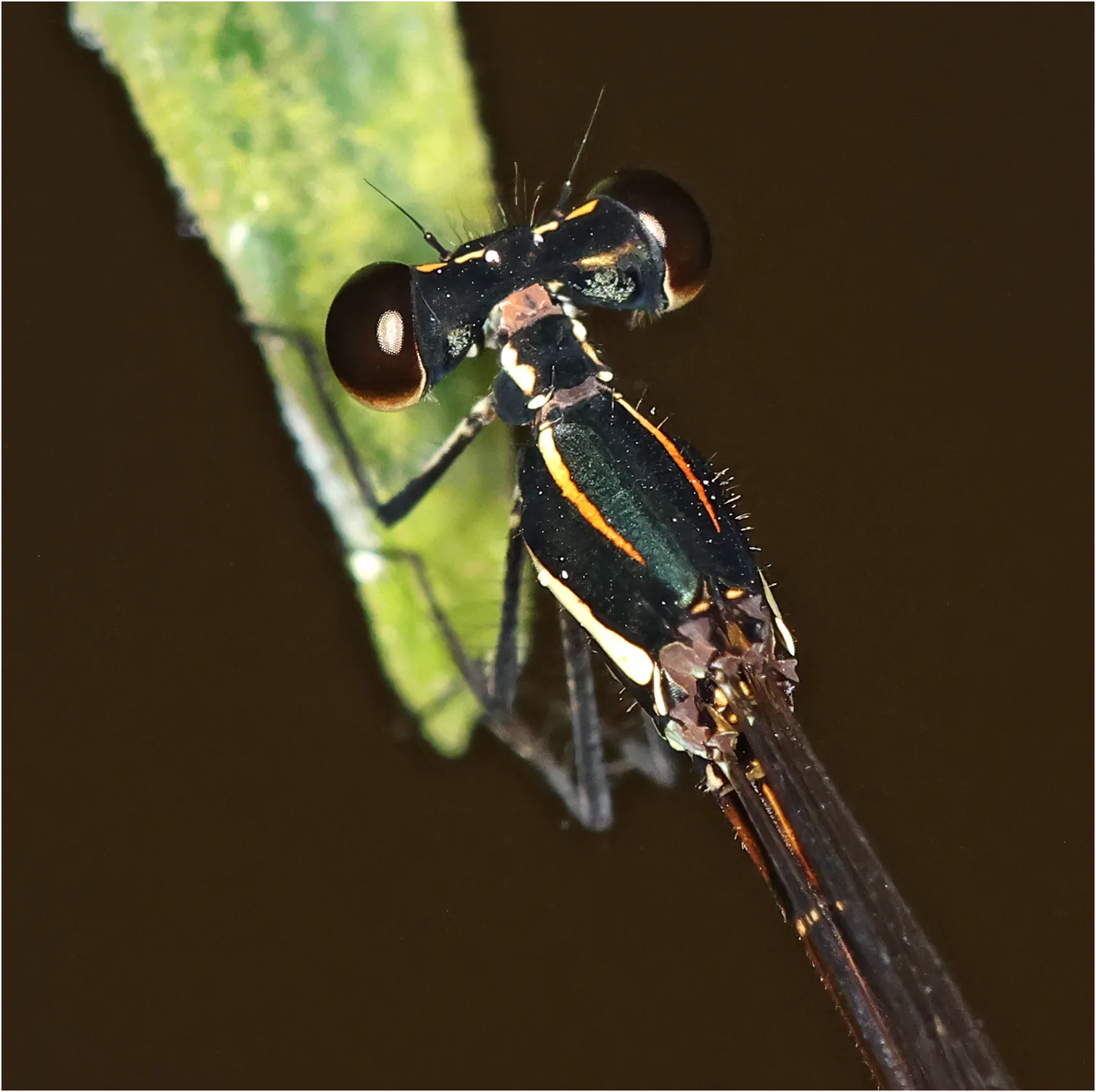 Prodasineura haematosoma femelle, Sarawak, Bung Ngiraja, 26/03/2025