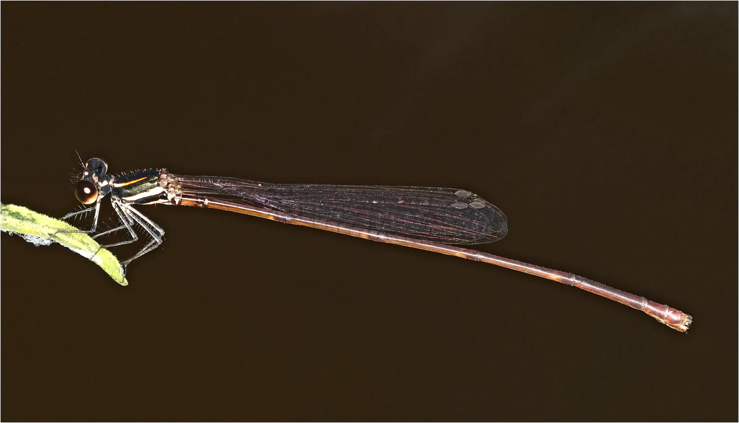 Prodasineura haematosoma femelle, Sarawak, Bung Ngiraja, 26/03/2025