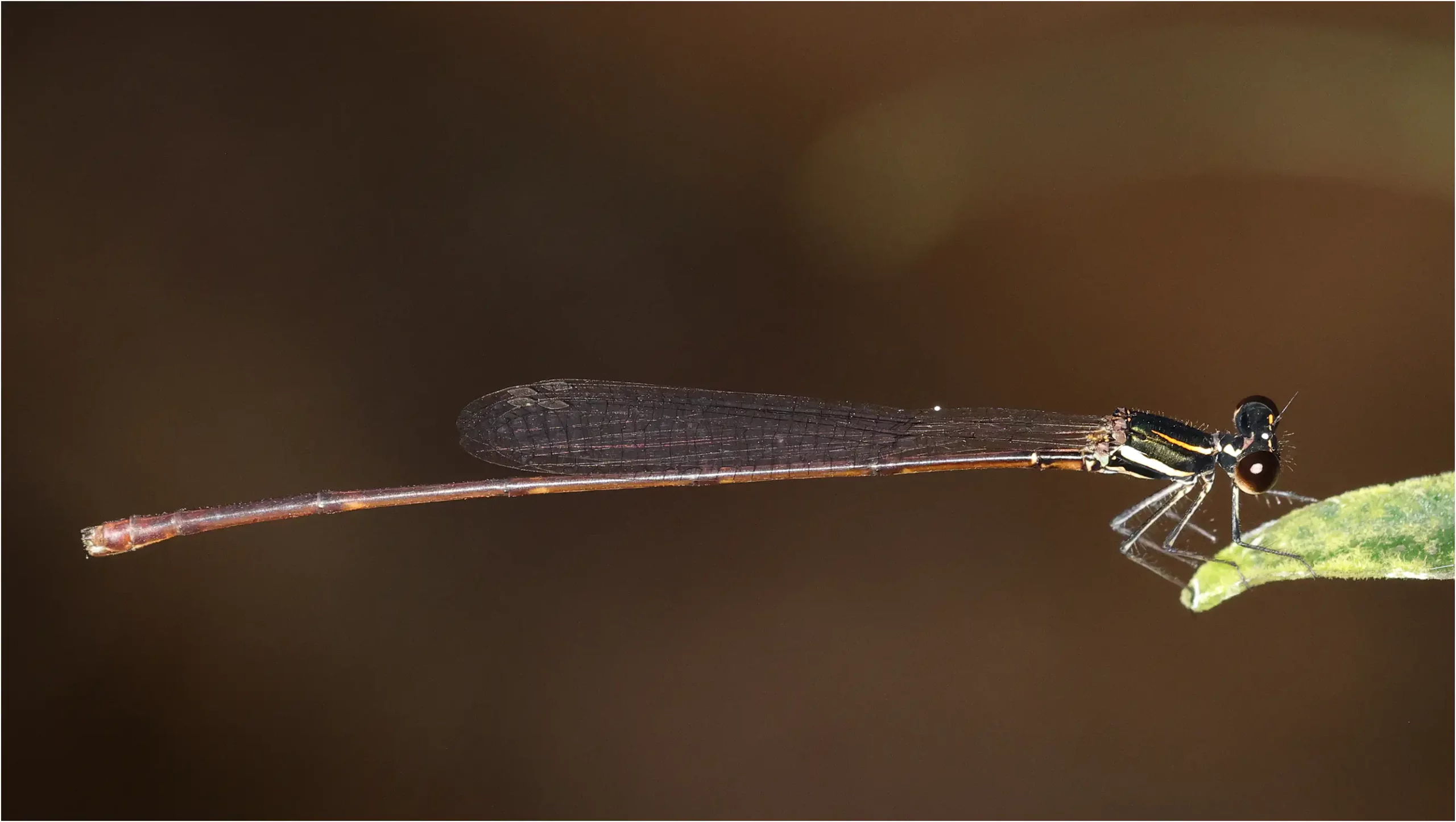 Prodasineura haematosoma femelle, Sarawak, Bung Ngiraja, 26/03/2025