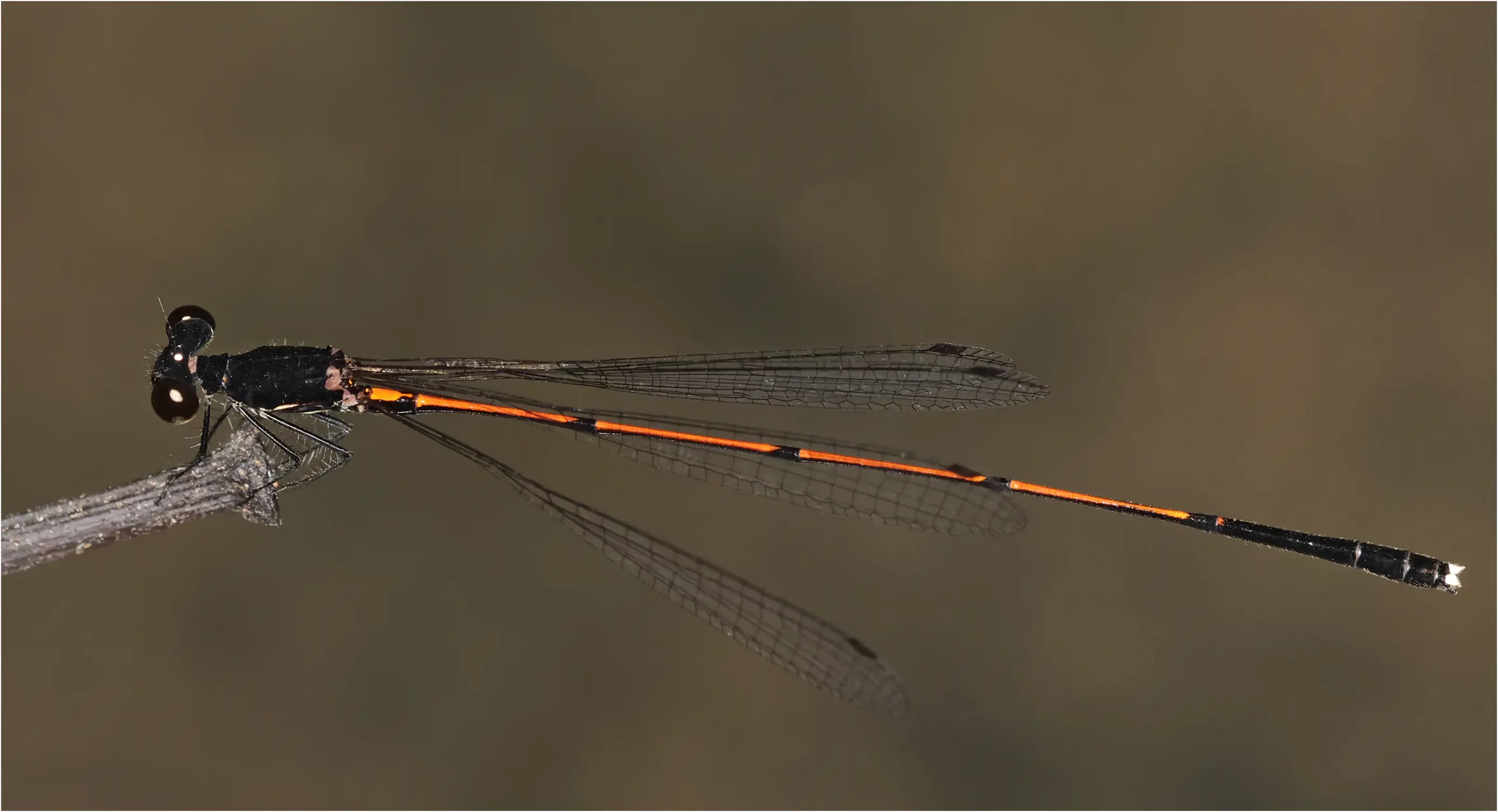 Prodasineura haematosoma mâle, Sarawak, Bung Ngiraja, 26/03/2025