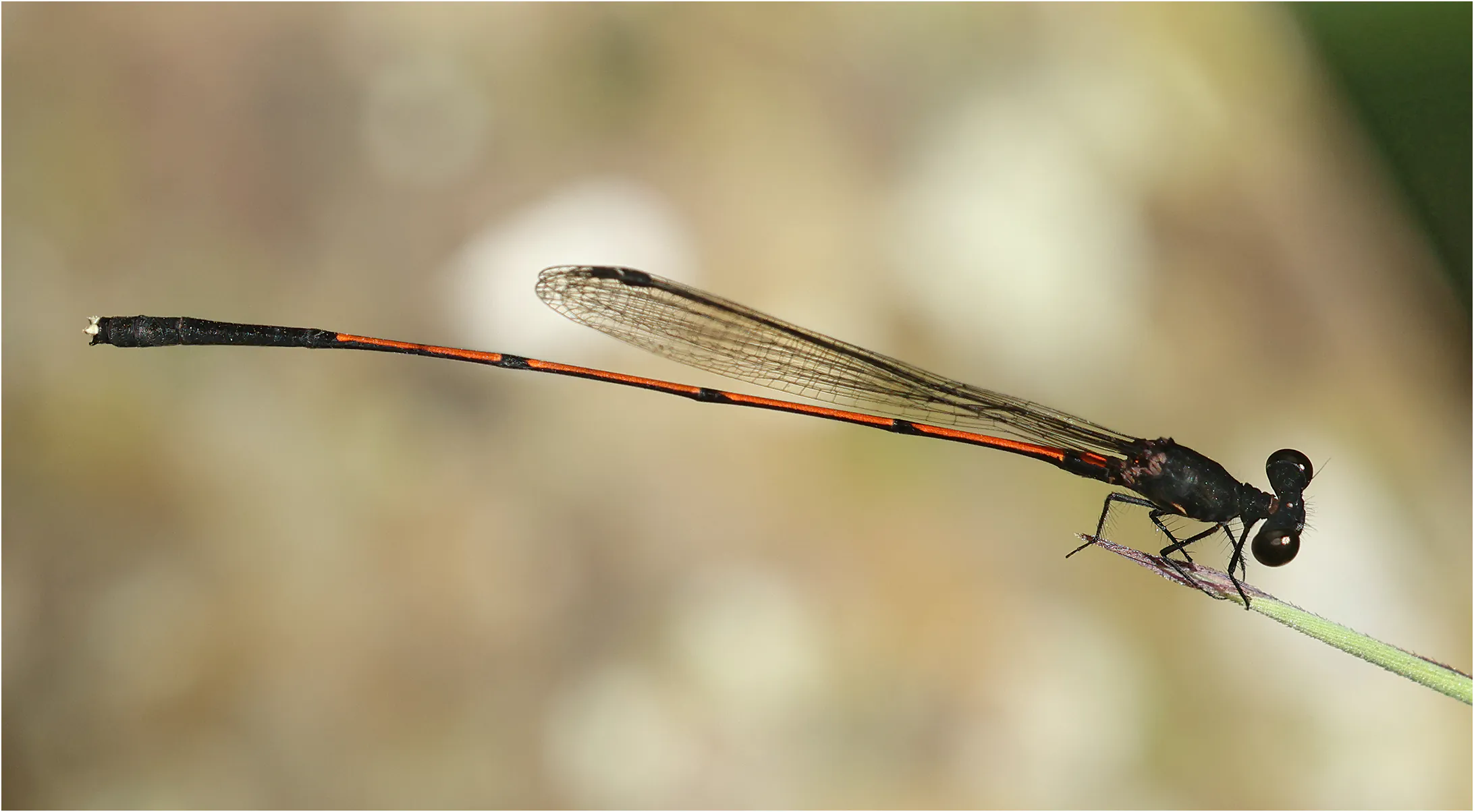 Prodasineura haematosoma mâle, Sarawak, Bung Ngiraja, 26/03/2025