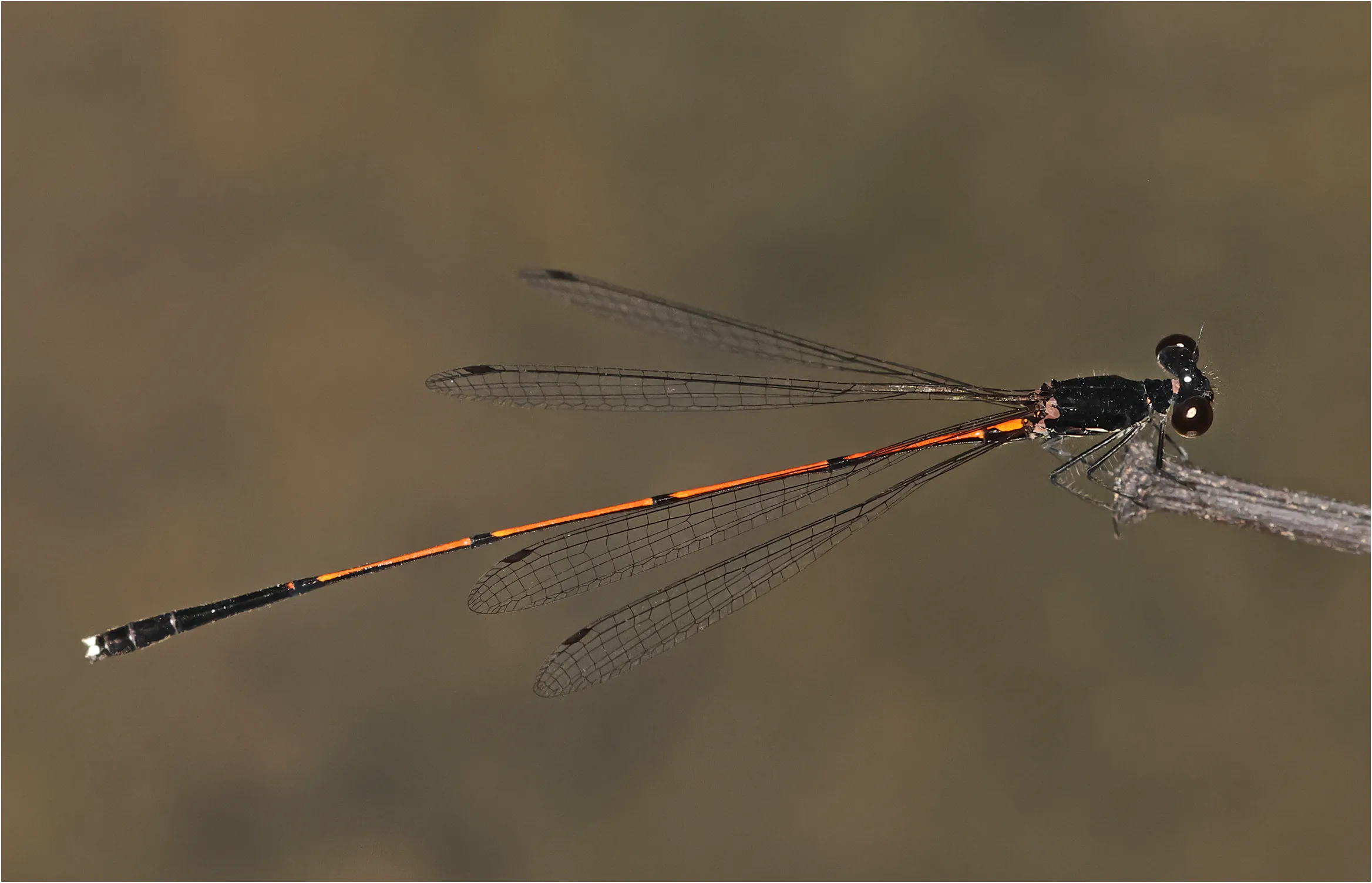 Prodasineura haematosoma mâle, Sarawak, Bung Ngiraja, 26/03/2025