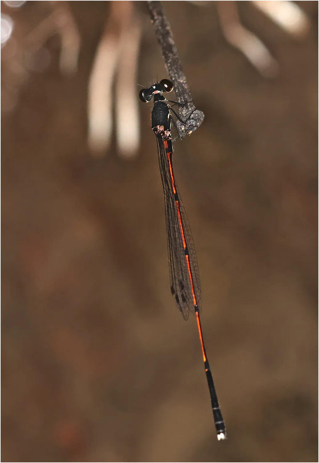 Prodasineura haematosoma mâle, Sarawak, Bung Ngiraja, 26/03/2025