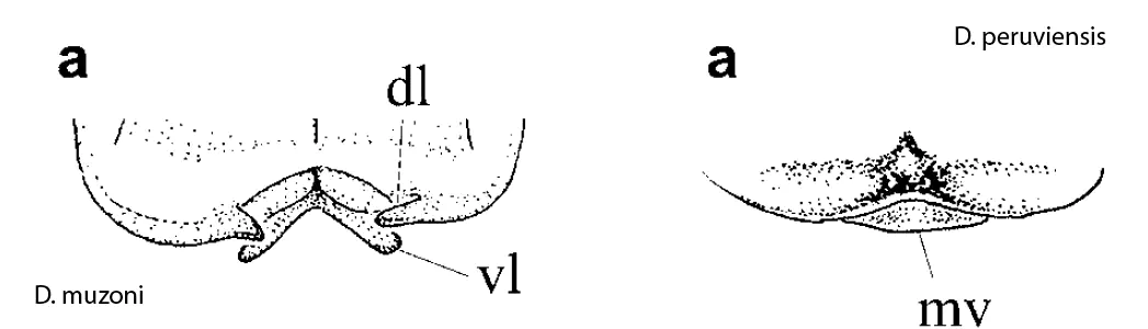 Pronotum et plaque mesostigmal, D. muzoni vs peruviensis, von Ellenrieder & Garrison (1)