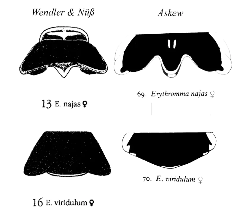 Pronotums E. najas et viridulum