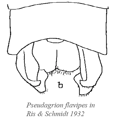 Pseudagrion flavipes, appendices anaux in Ris et Schmidt 1936
