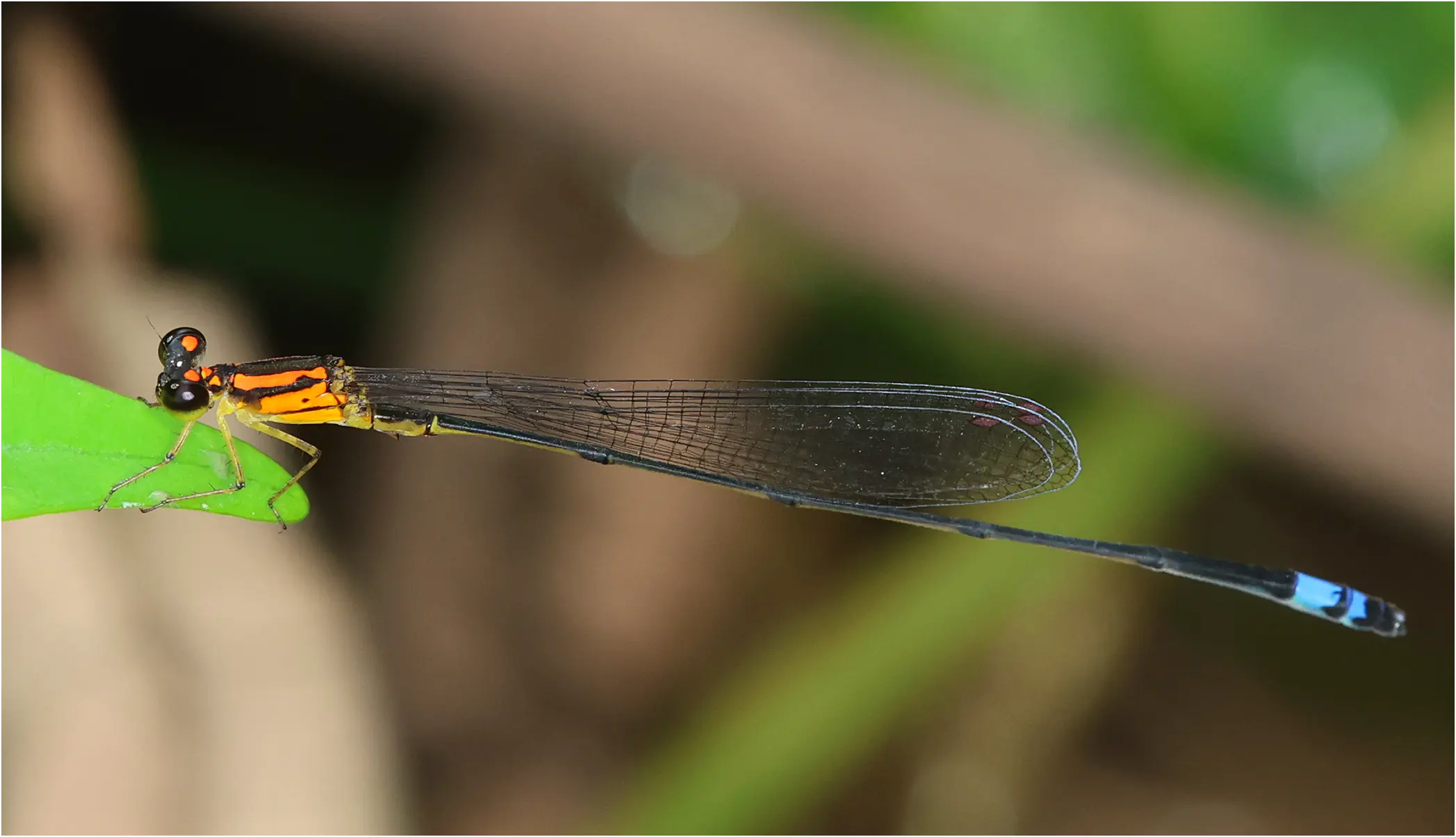 Pseudagrion hemicolon mâle, Ghana, Kakum National Park, 14/01/2026