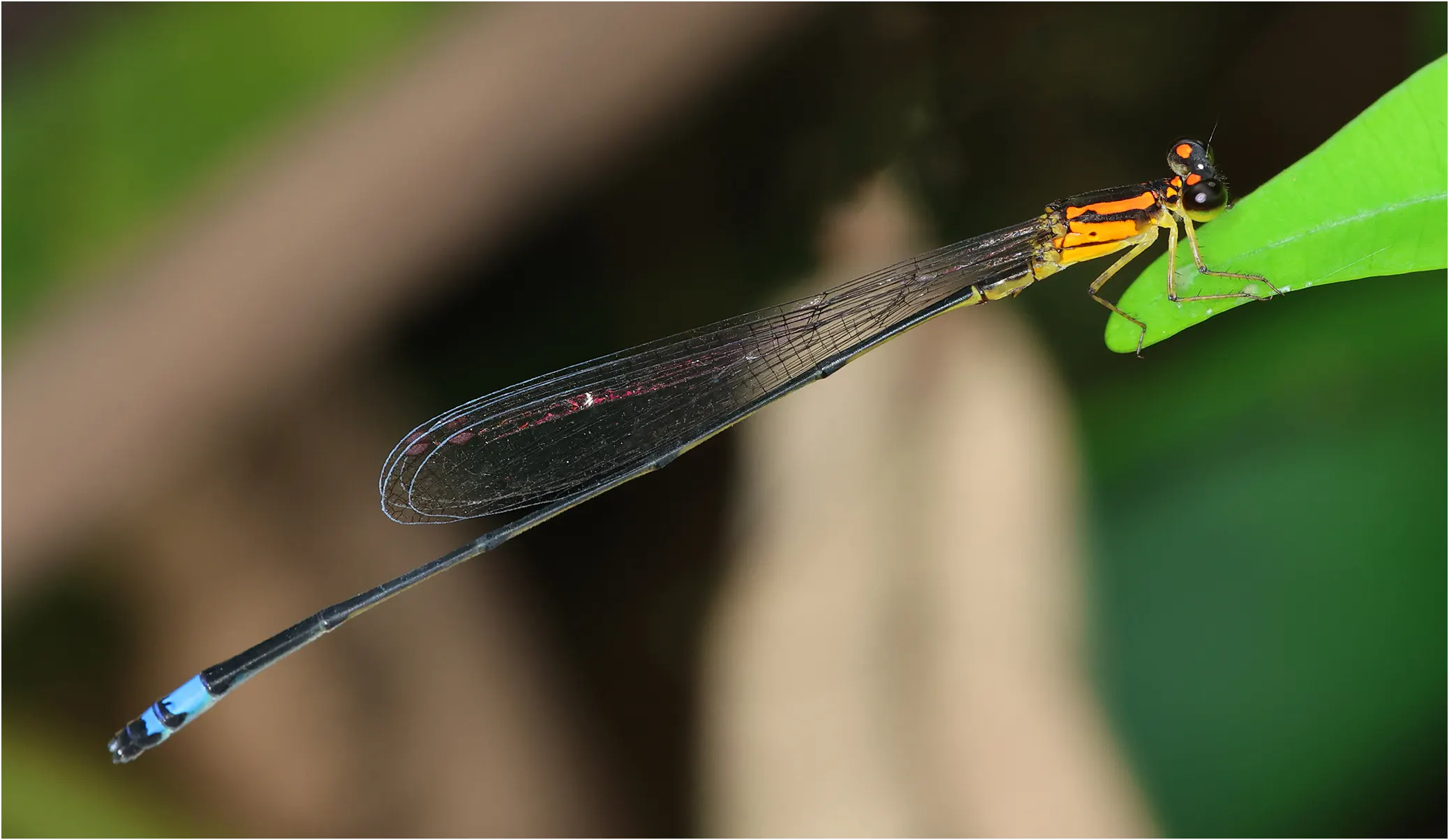 Pseudagrion hemicolon mâle, Ghana, Kakum National Park, 14/01/2026
