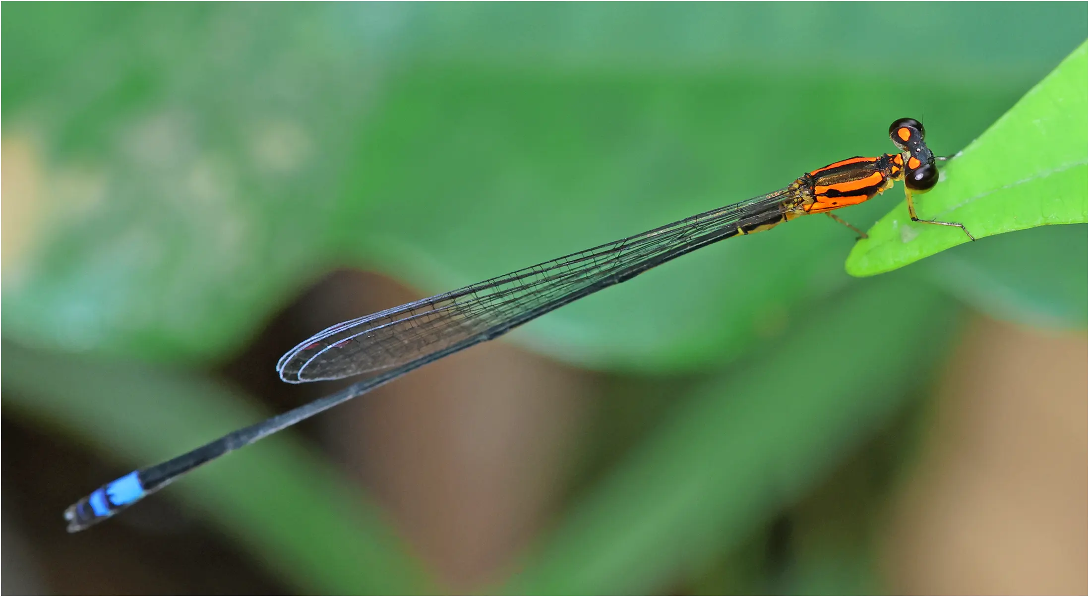 Pseudagrion hemicolon mâle, Ghana, Kakum National Park, 14/01/2026