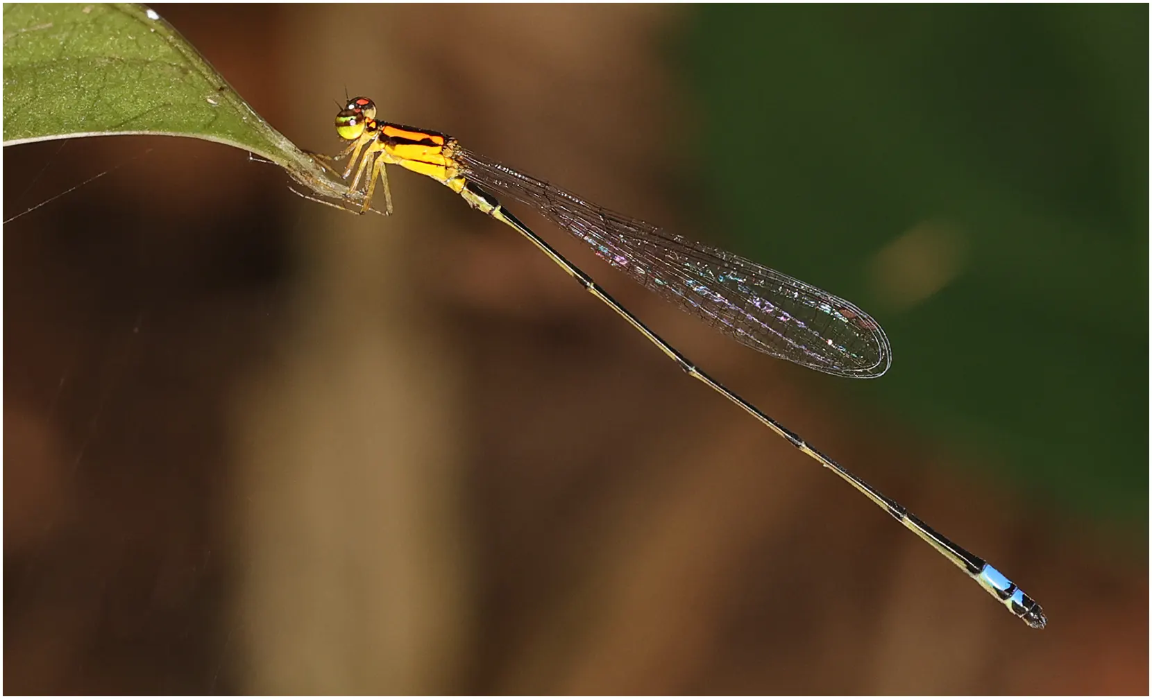 Yellow-legged Sprite male, Ghana, Ankasa Forest Reserve, 17/01/2026