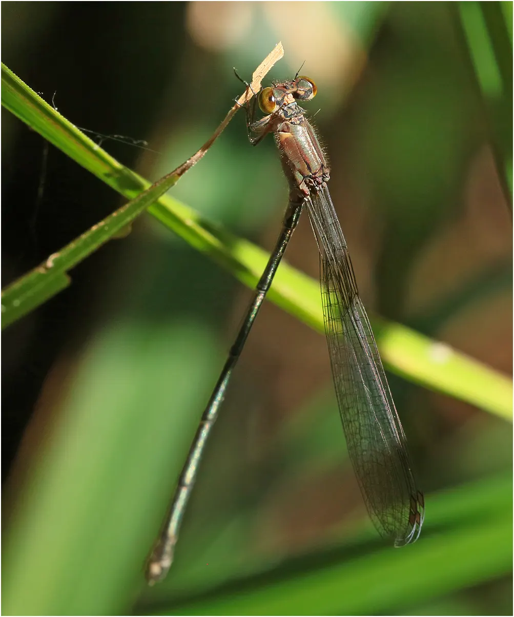 Citrine-headed riverdamsel female, Australia (NT), Robin Falls, 04/05/2022