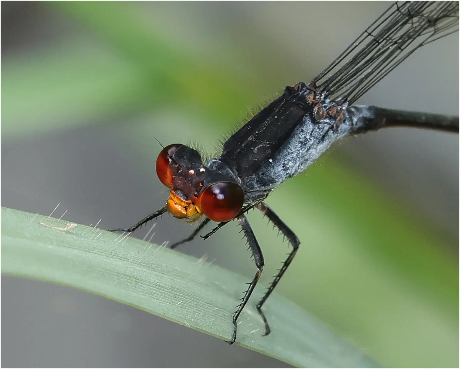 Pseudagrion pruinosum mâle, Thaïlande, Huay Kaew waterfall, 27/05/2024